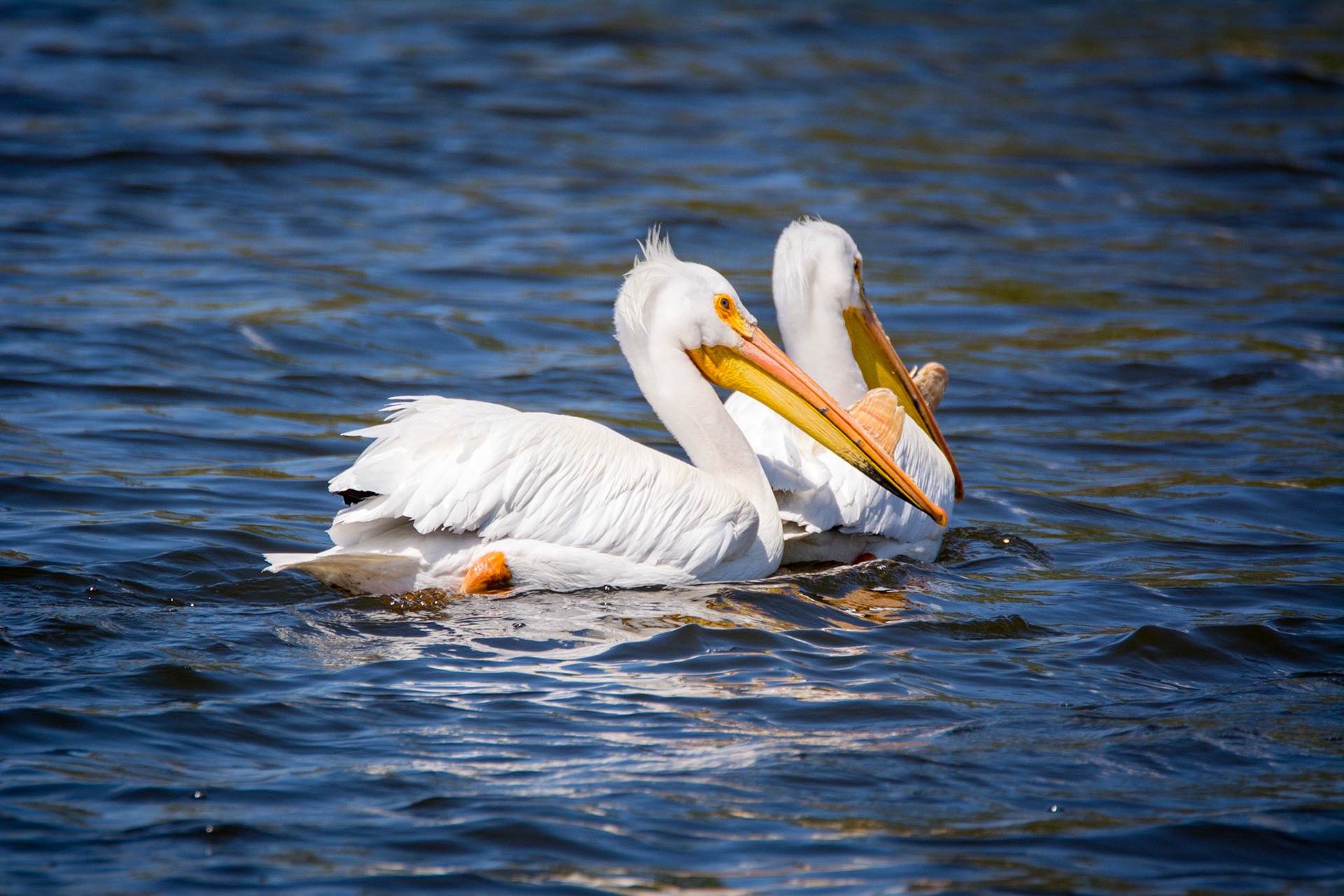 American White Pelican, Sherwood Park, May 22, 2022
