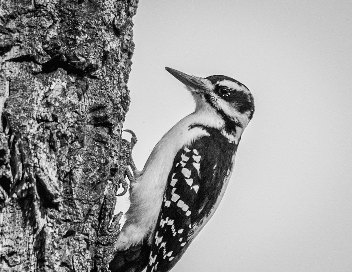Hairy Woodpecker, female
