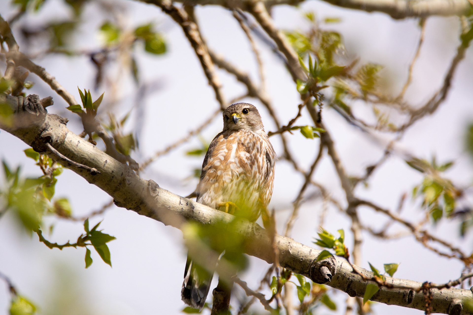 Cooper's Hawk, Edmonton, May 14, 2022
