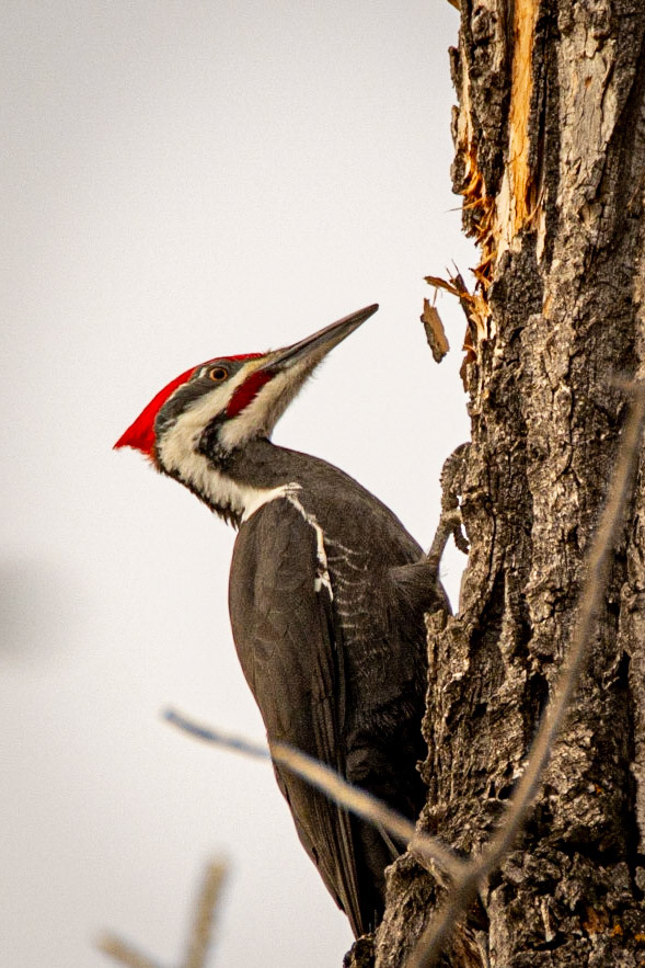 Pileated Woodpecker, male