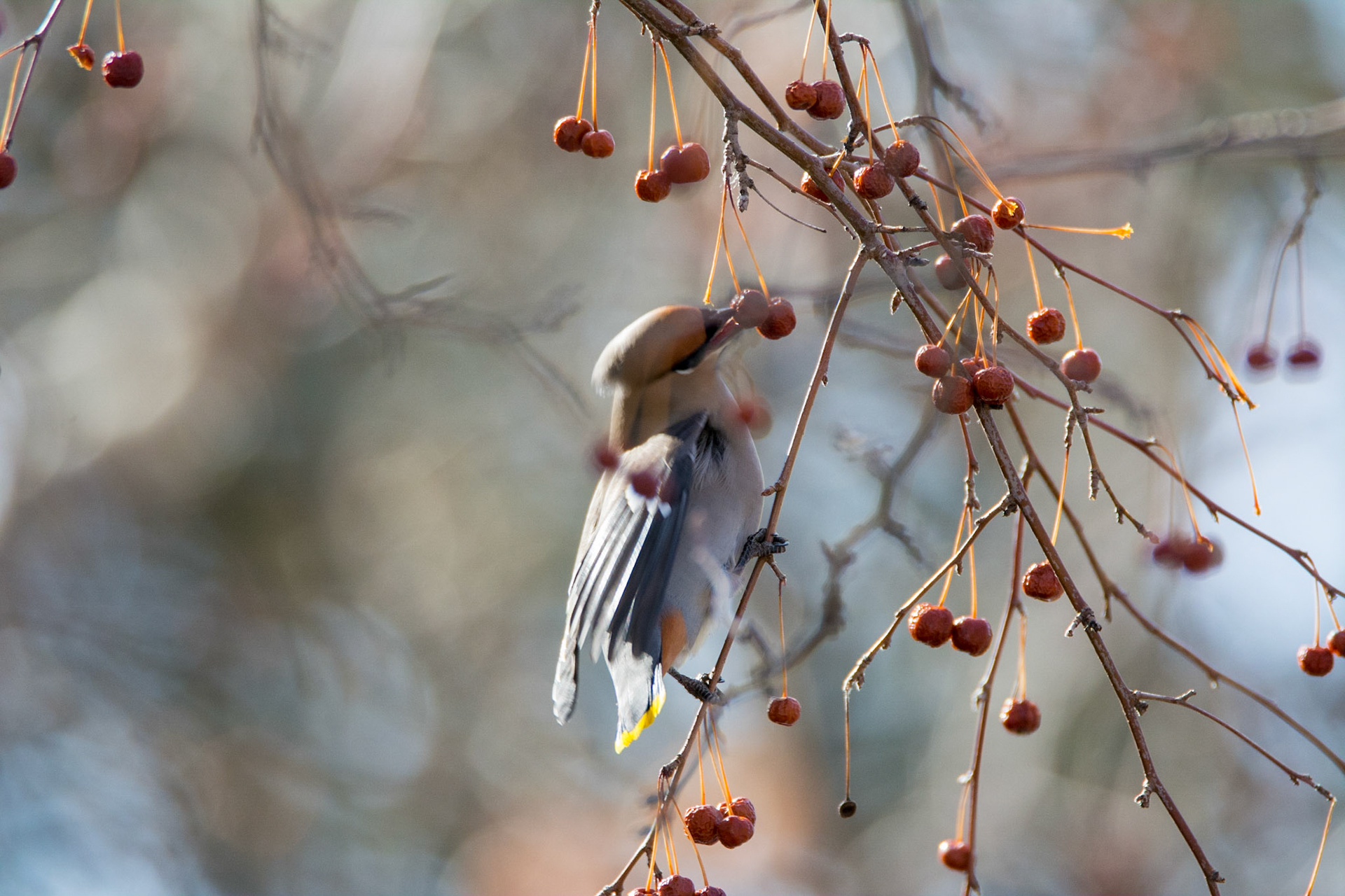 Bohemian Waxwing