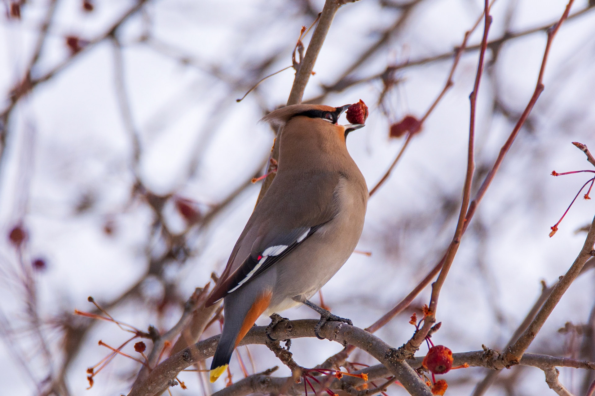 Bohemian Waxwing