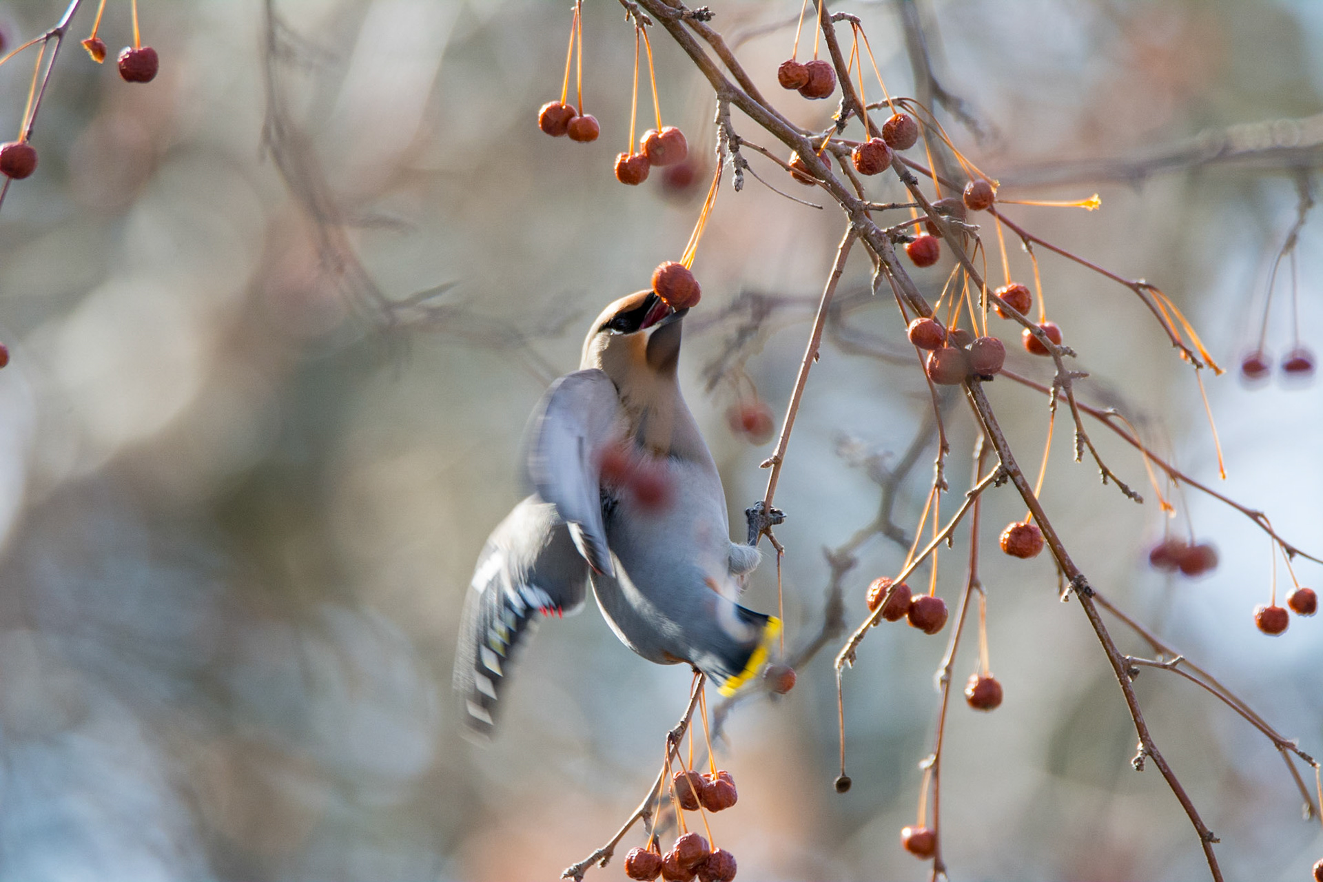 Bohemian Waxwing
