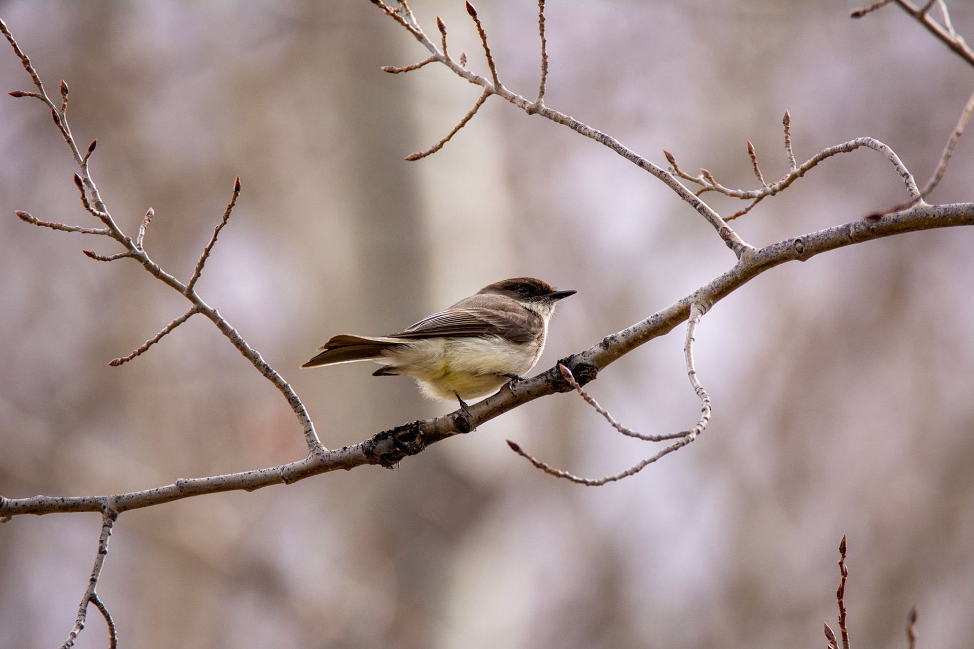 Eastern Phoebe, Astotin Lake, Elk Island National Park, Alberta