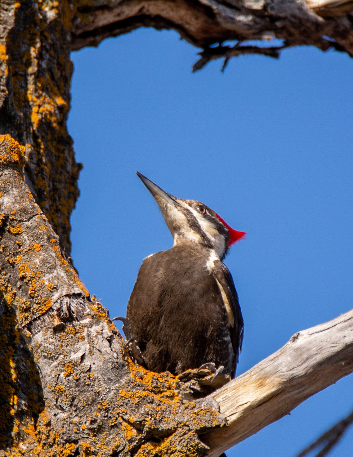 Pileated Woodpecker, female, Hawrelak Park, Edmonton