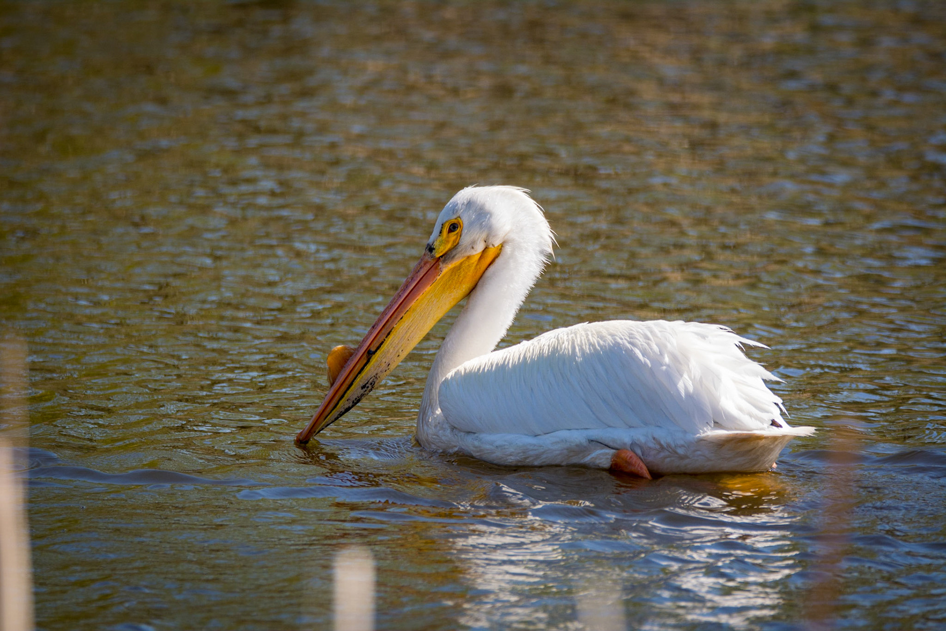 American White Pelican, Sherwood Park, May 22, 2022