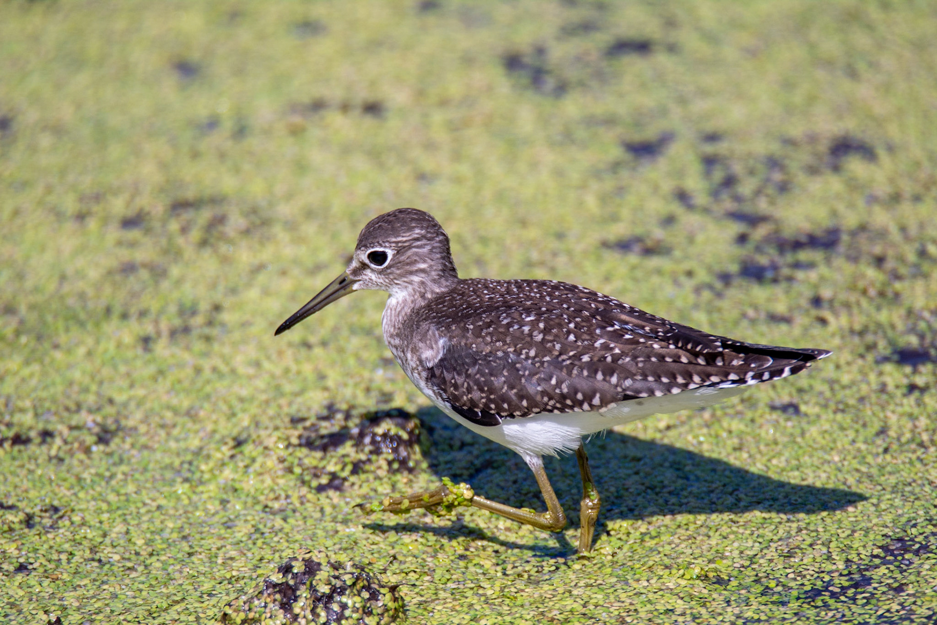 Solitary Sandpiper, juvenile