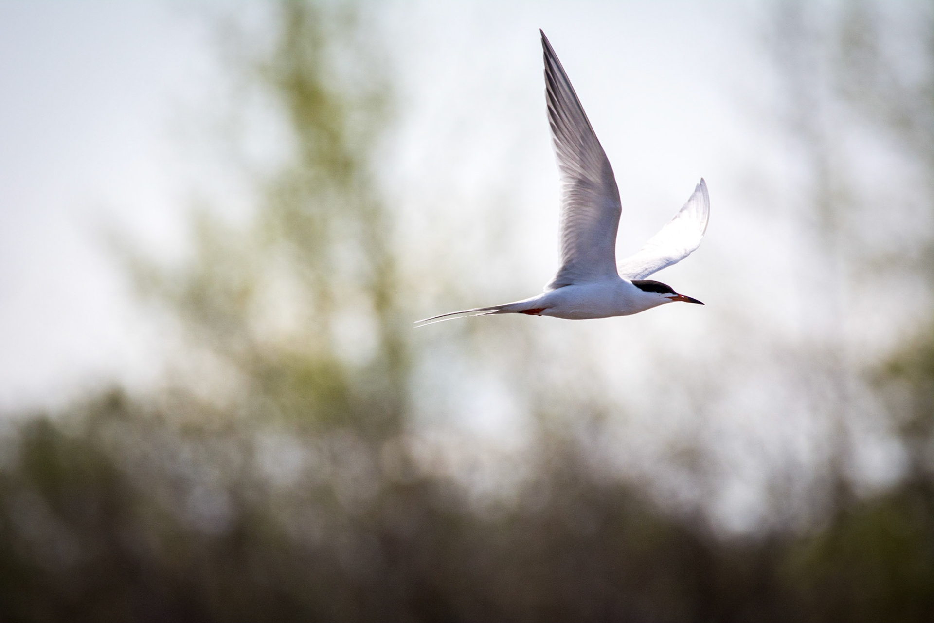 Forester's Tern, Sherwood Park, May 22, 2022