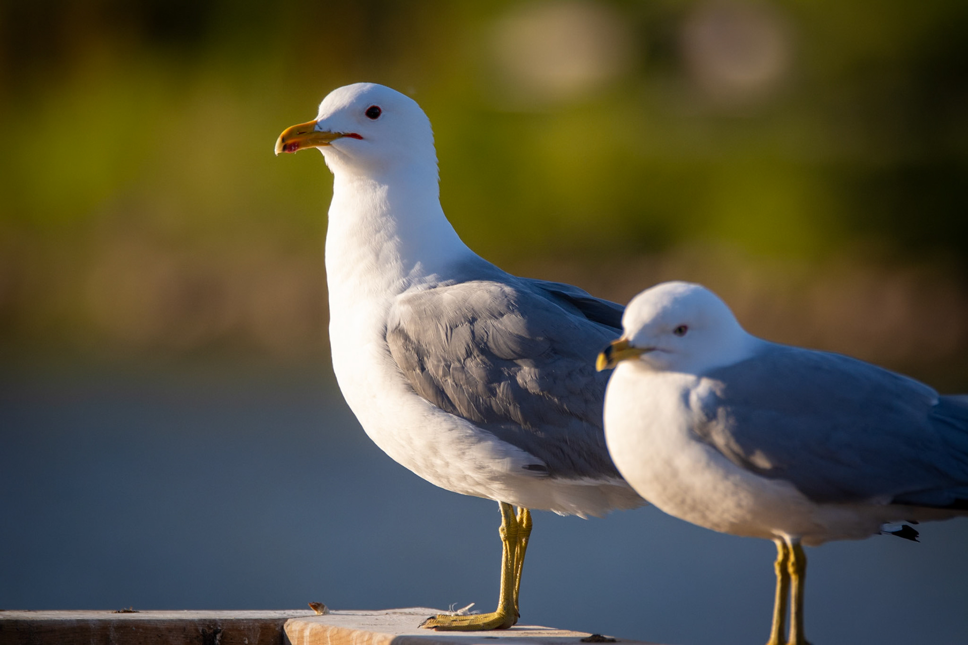 There is quite a size difference between these two species!
