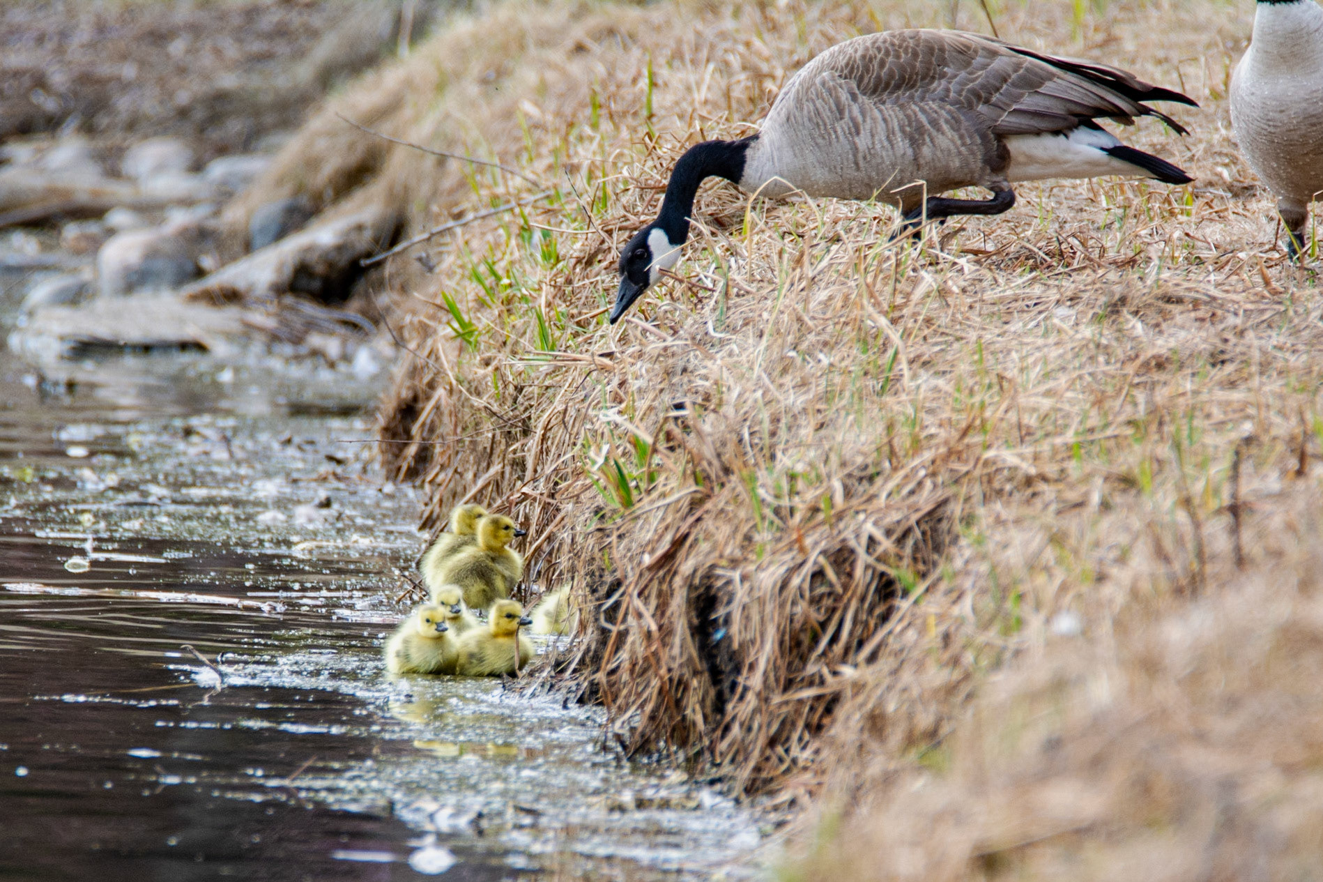 Canada Geese and Gosslings, Hawrelak Park, Edmonton