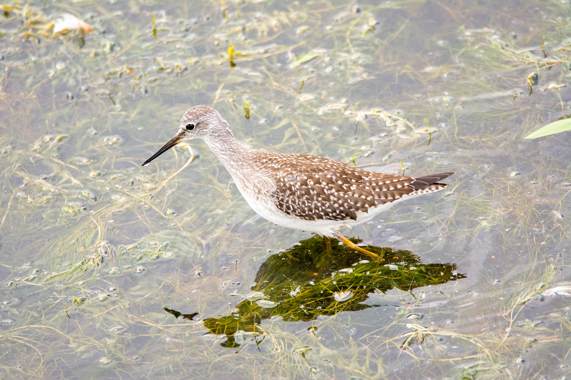 Solitary Sandpiper