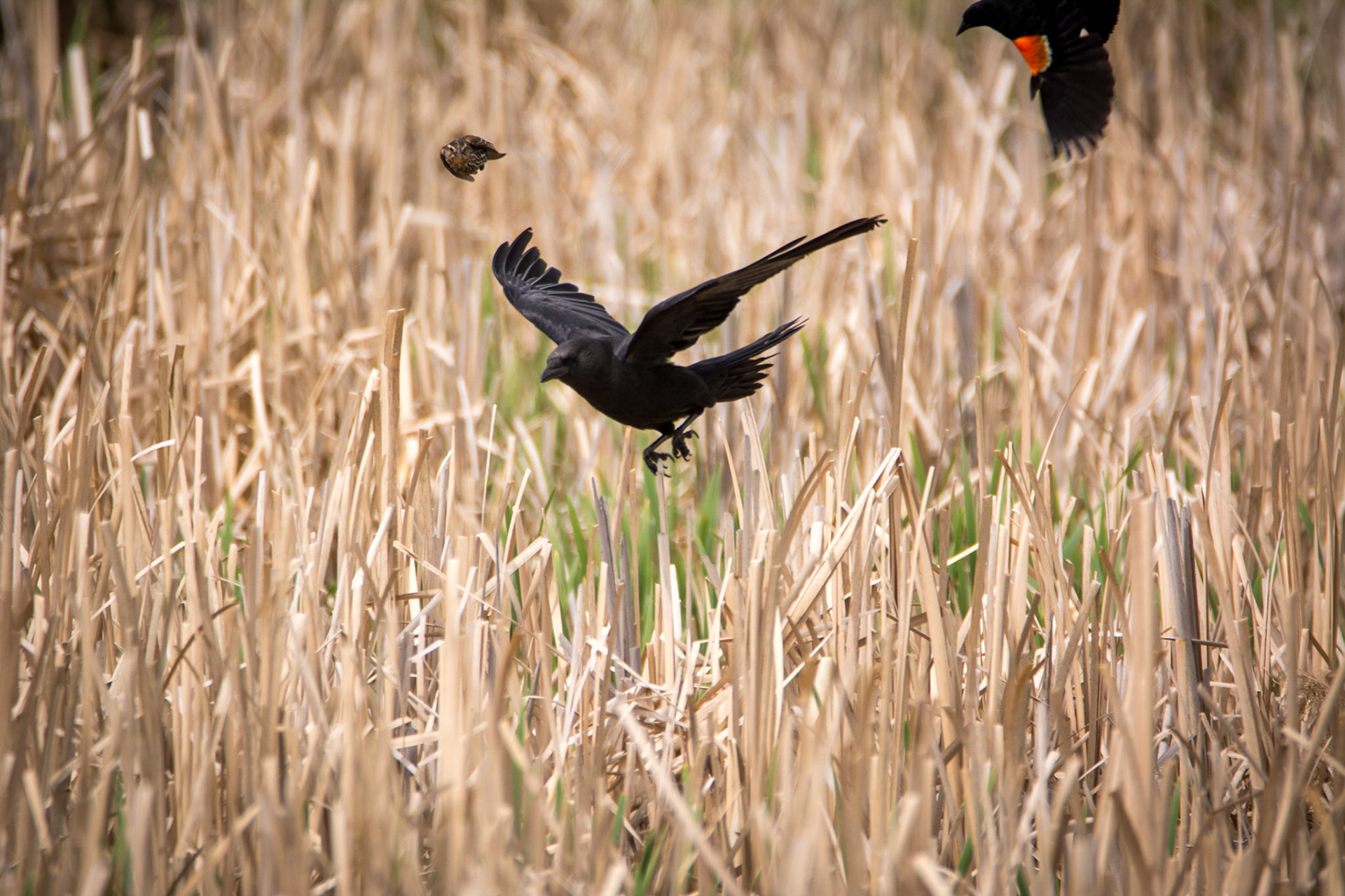 Red-Winged Blackbirds vs. American Crow