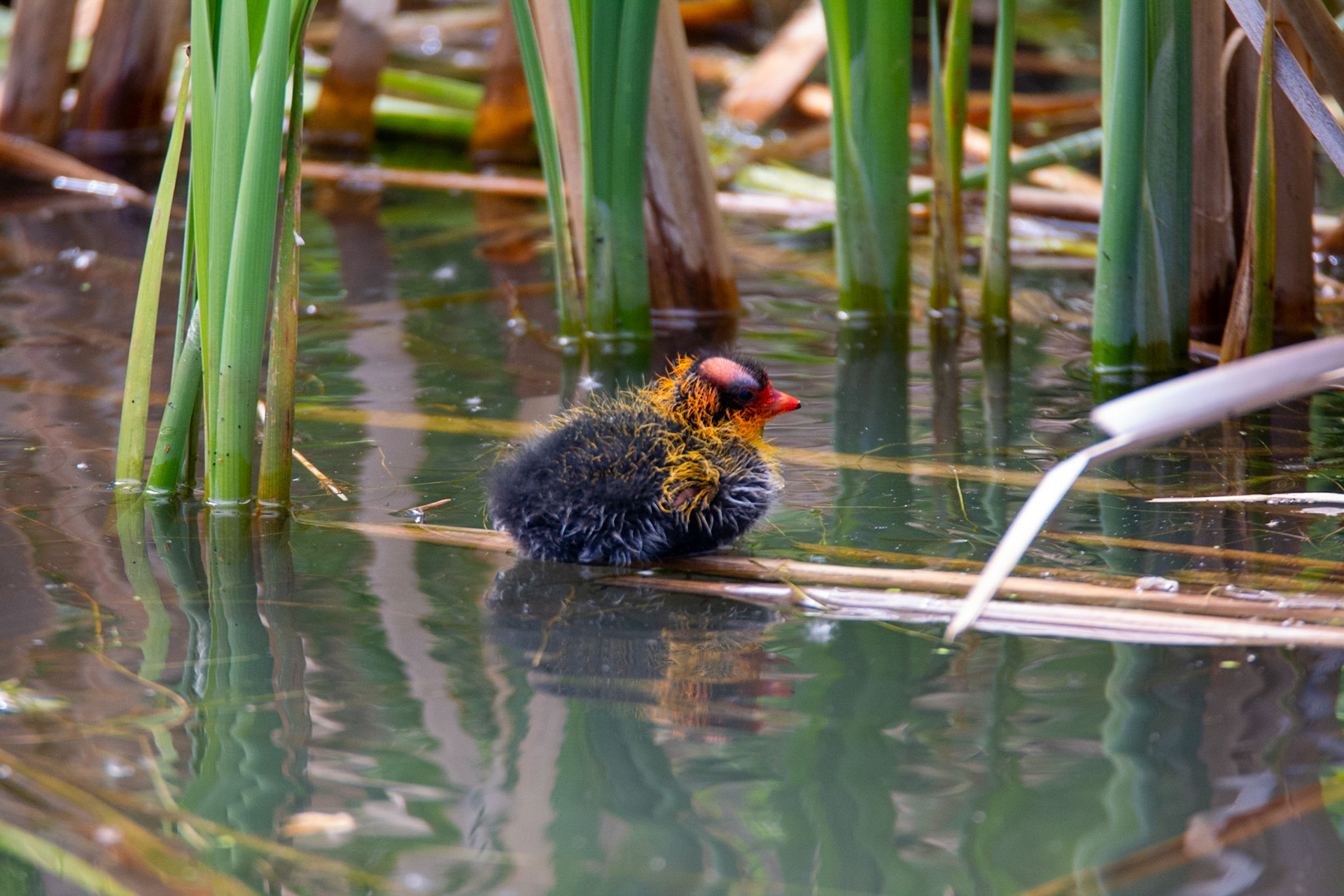 American Cootling (baby coot)