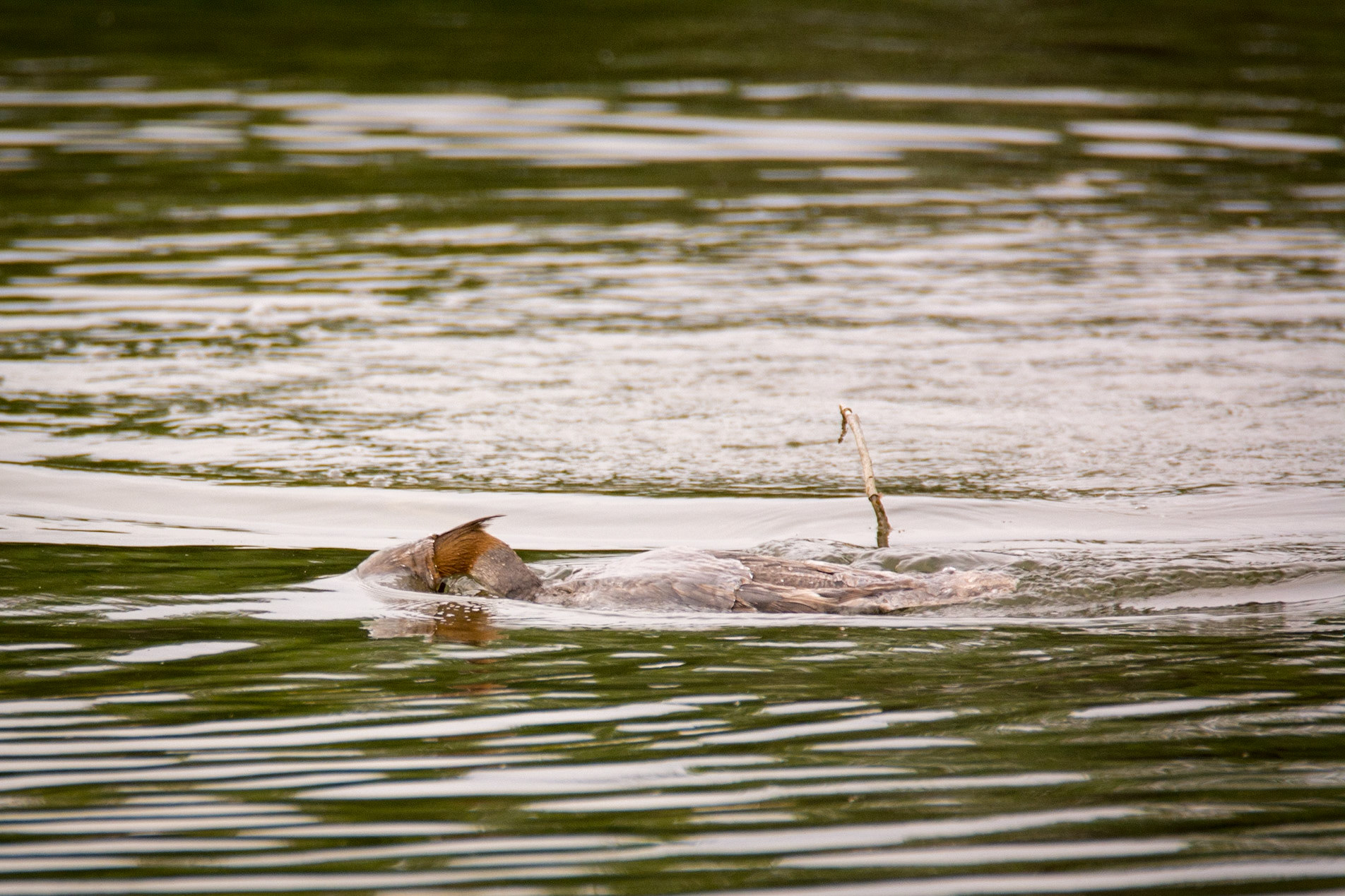 Common Merganser female hunting for fish. Calgary, May 2022