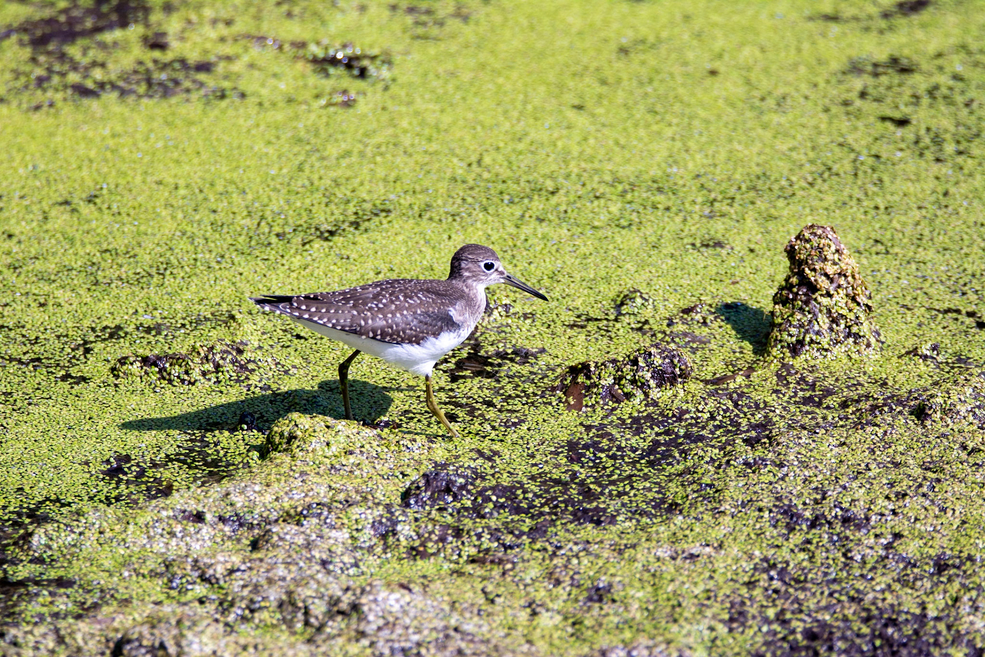 Solitary Sandpiper, juvenile