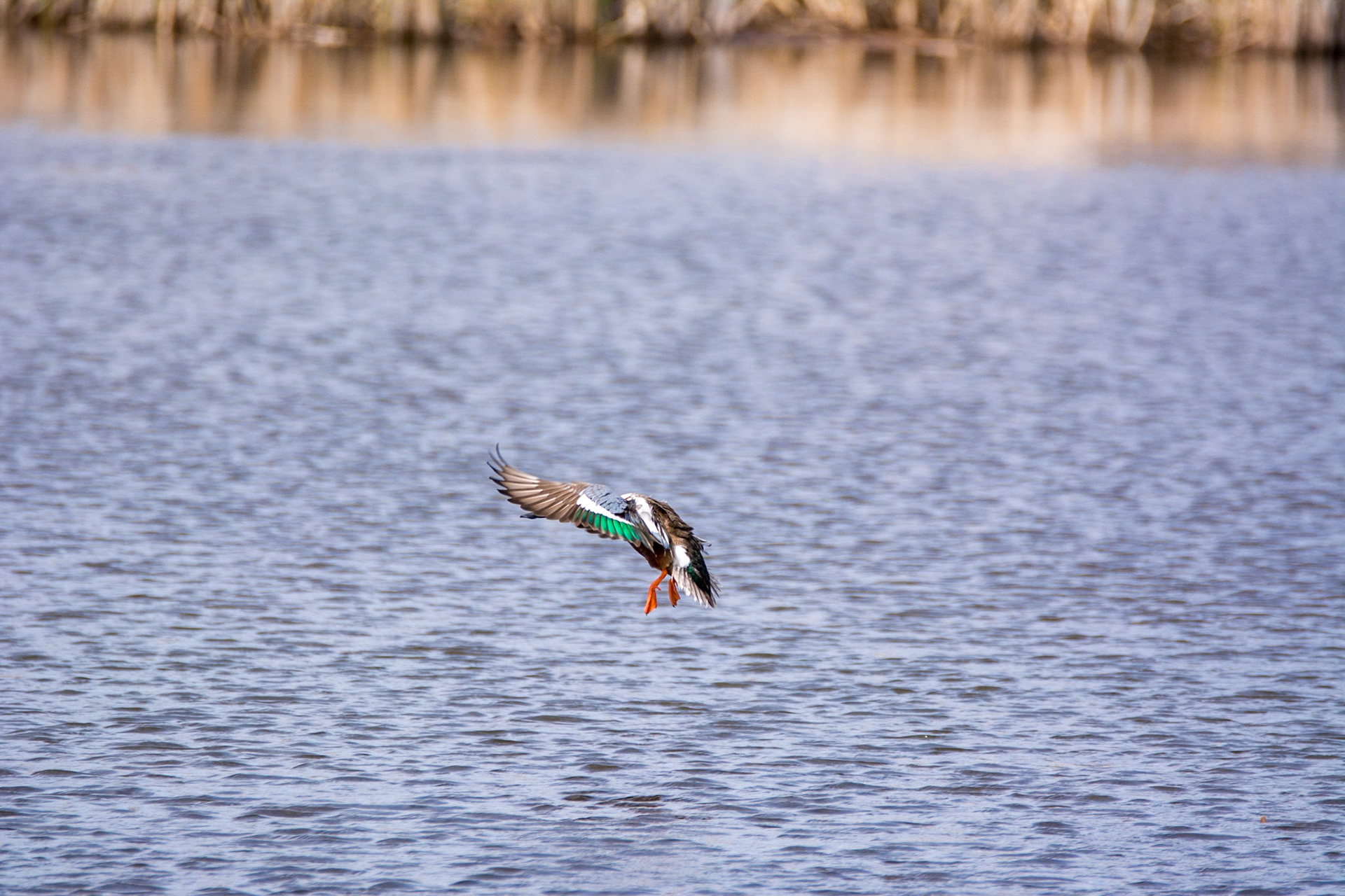 Northern Shoveler, Sherwood Park, May 22, 2022