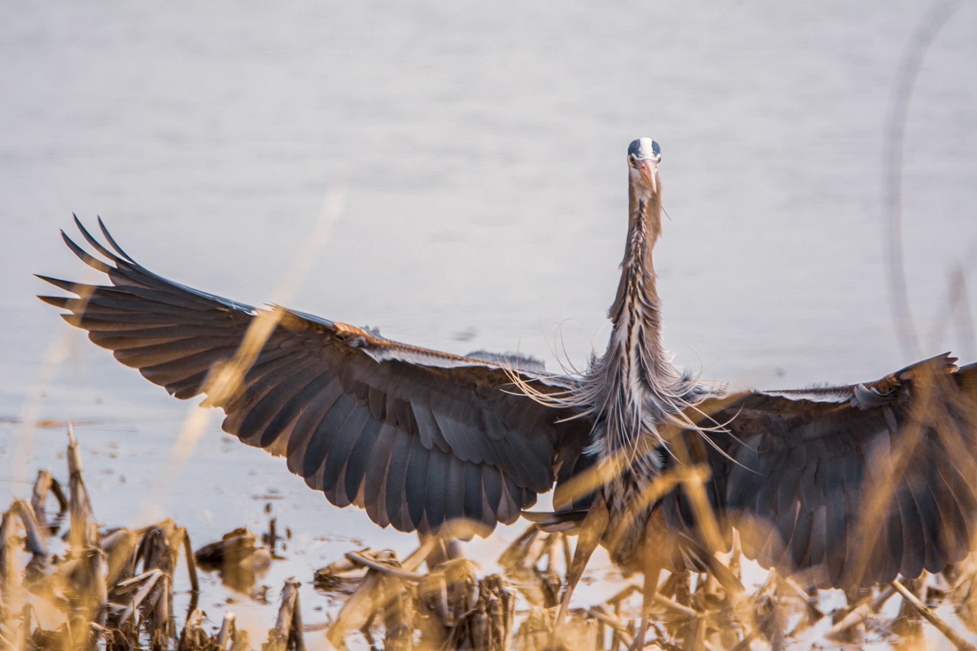 Great Blue Heron, John E. Poole Boardwalk, Lois Hole Provincial Park, Alberta