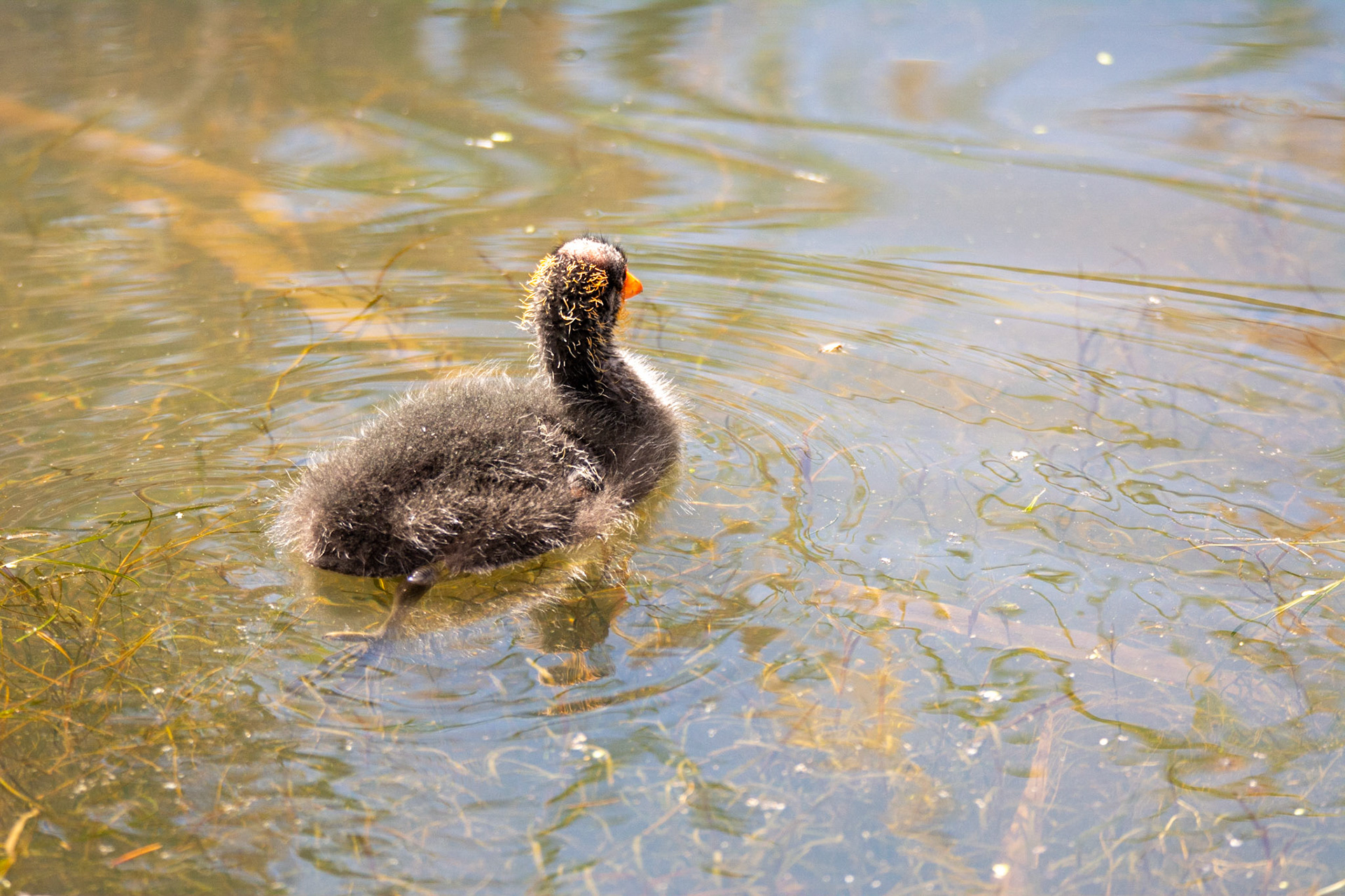 American Cootling (baby coot)