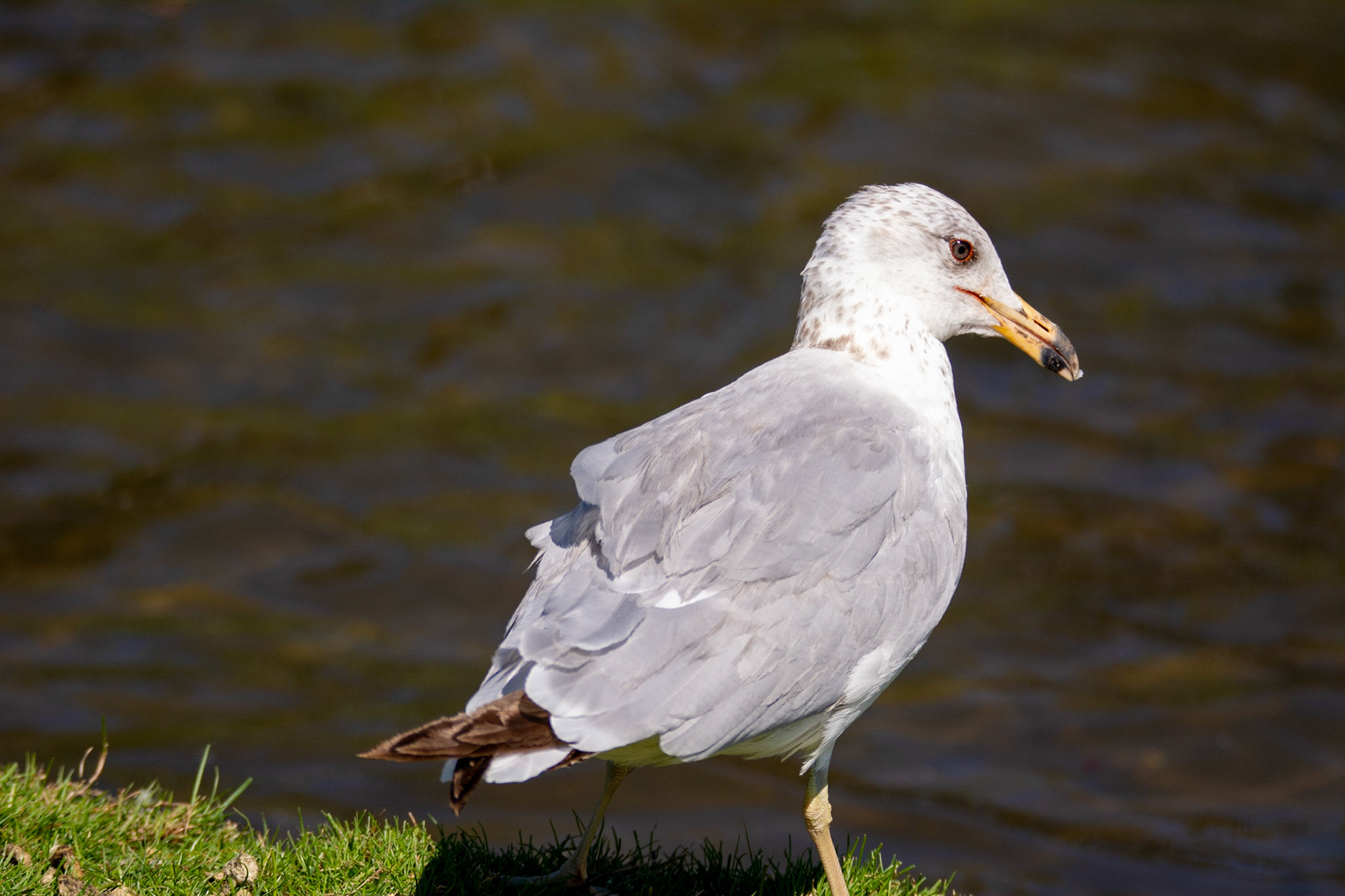 Ring-billed Gull