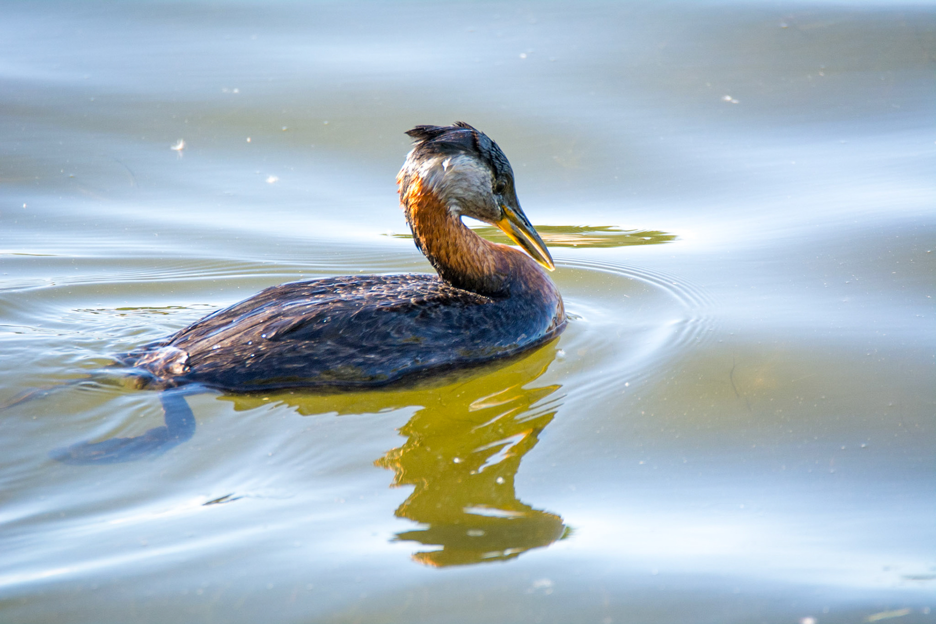 Red-Necked Grebe