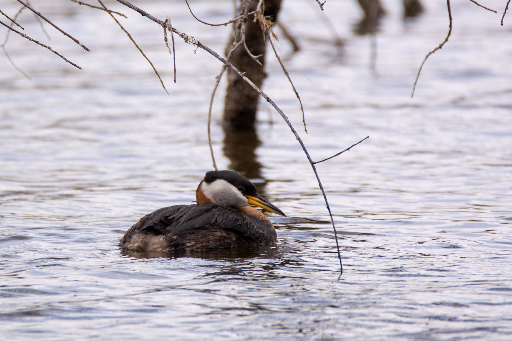 Red-Necked Grebe, Astotin Lake, Elk Island National Park