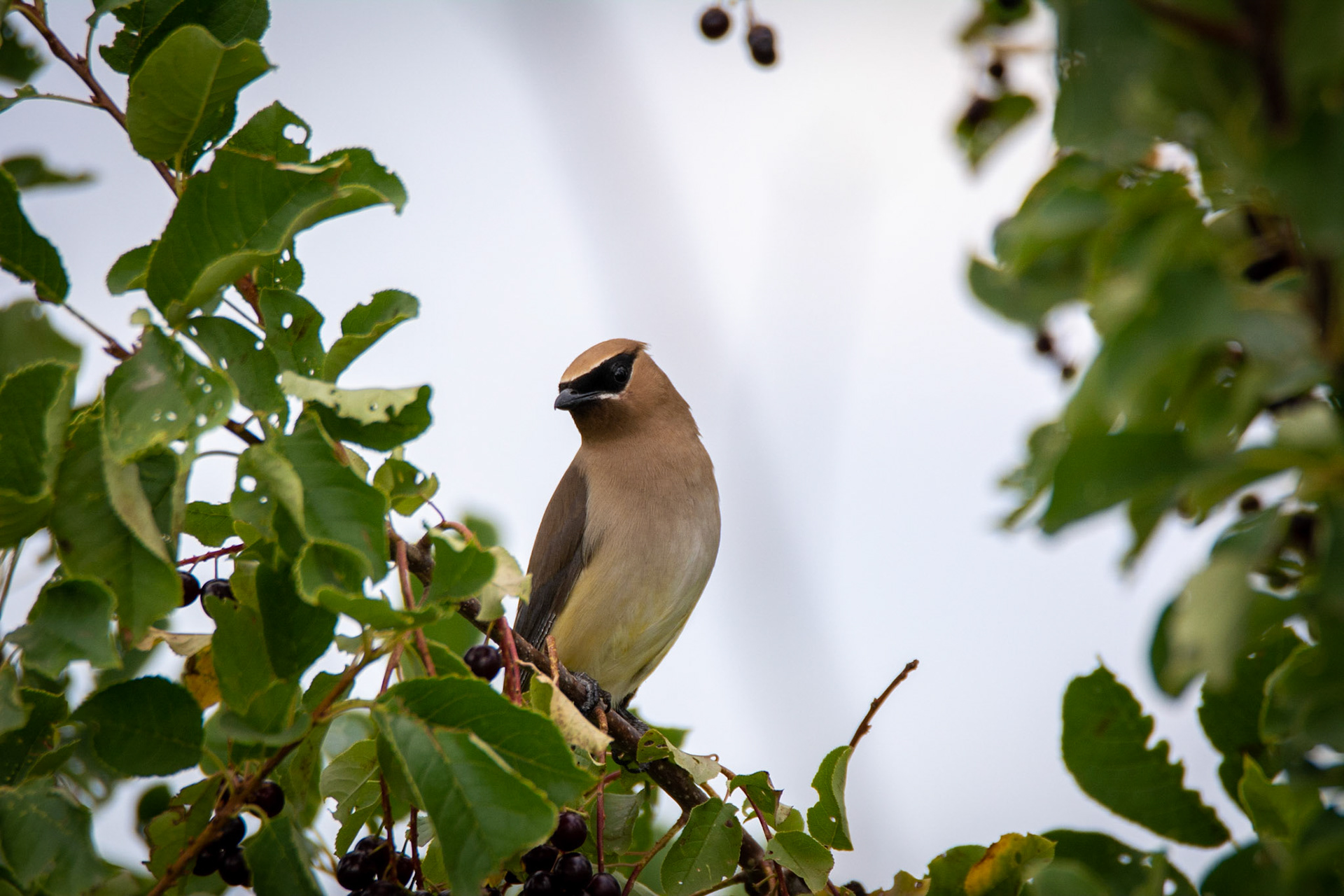Cedar Waxwing
