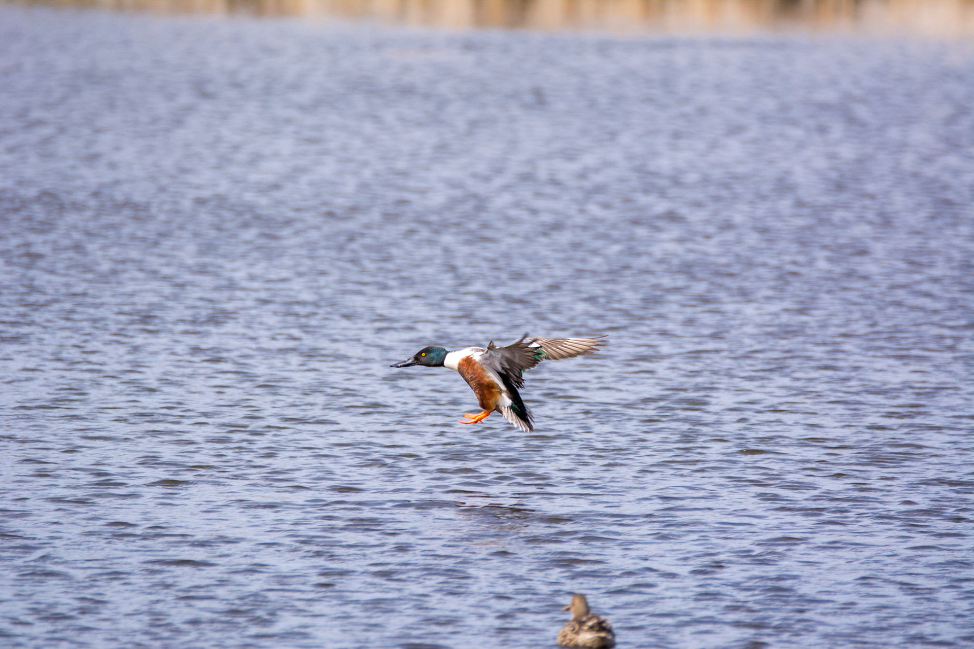 Northern Shoveler, Sherwood Park, May 22, 2022