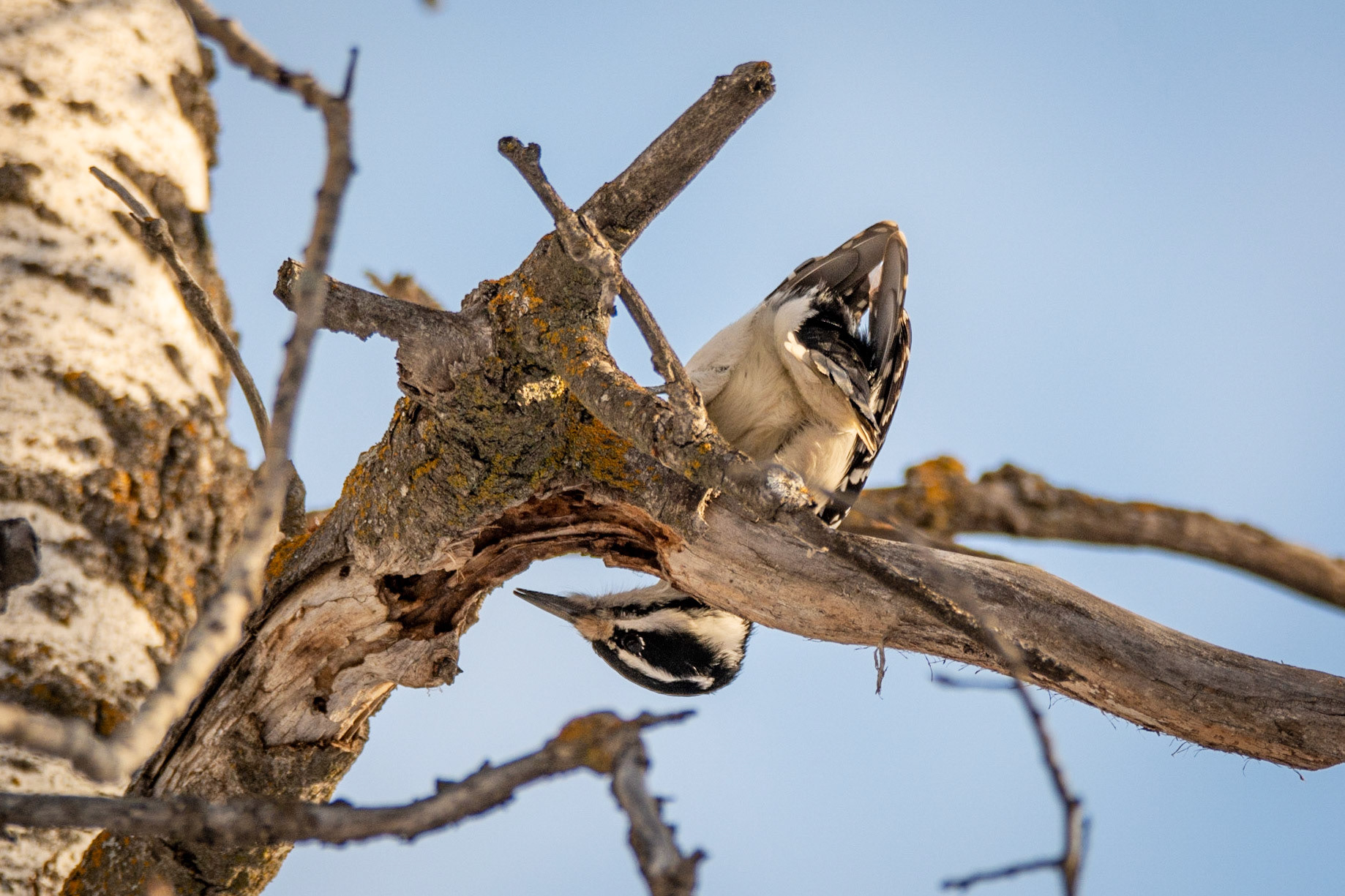 Hairy Woodpecker, female