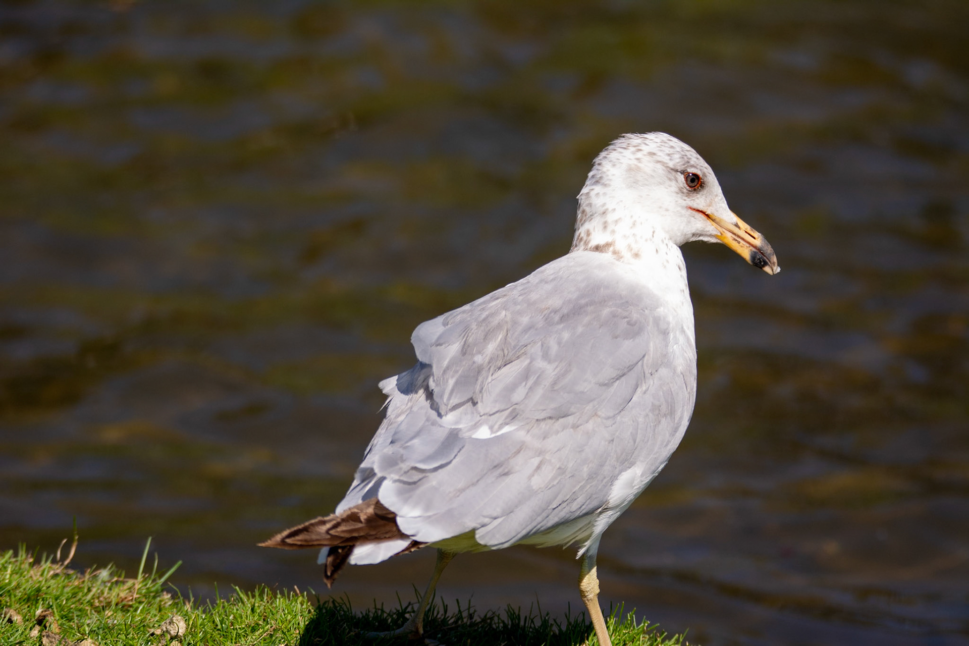 Ring-billed Gull