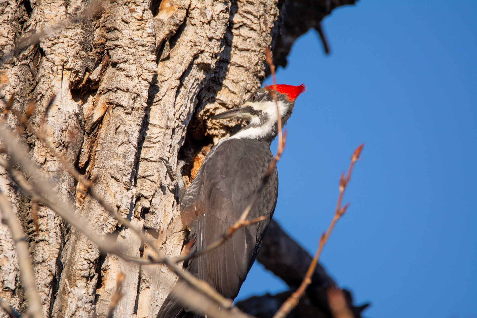 Pileated Woodpecker,  female