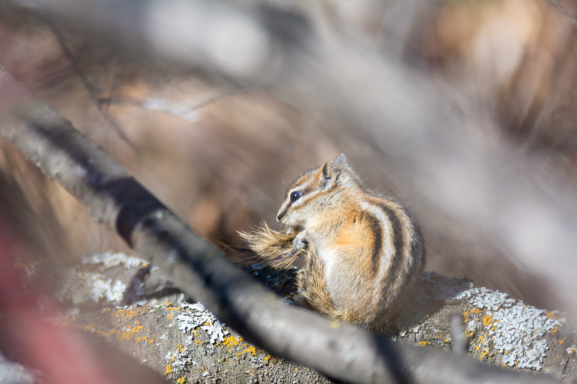 Least Chipmunk, Hawrelak Park, Edmonton
