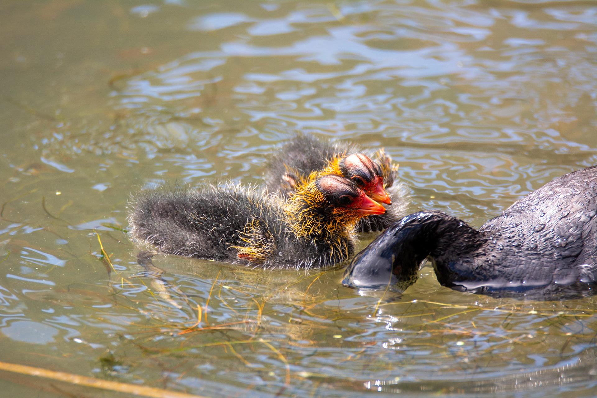 American Coot and Cootling