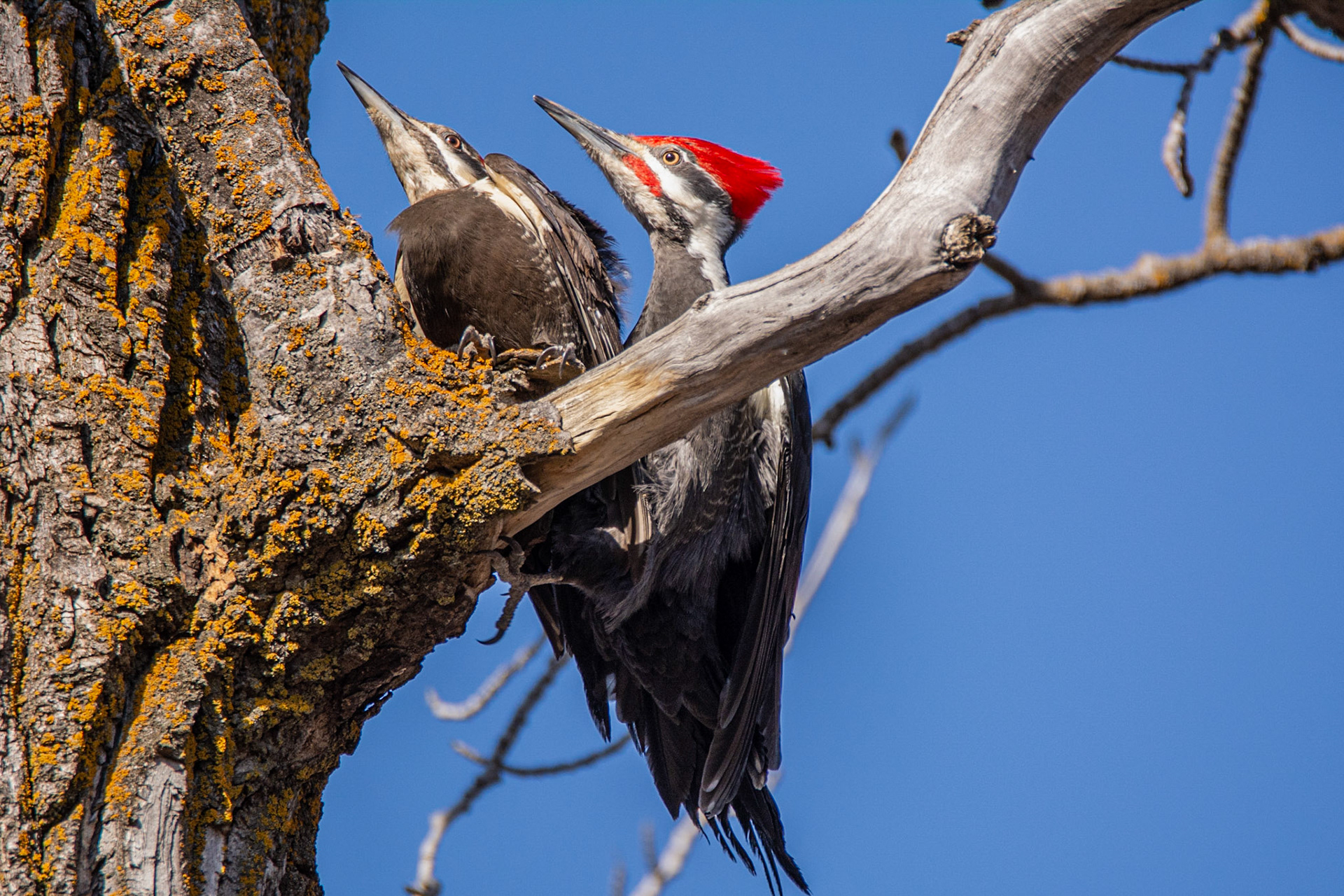 Pileated Woodpeckers, mated pair