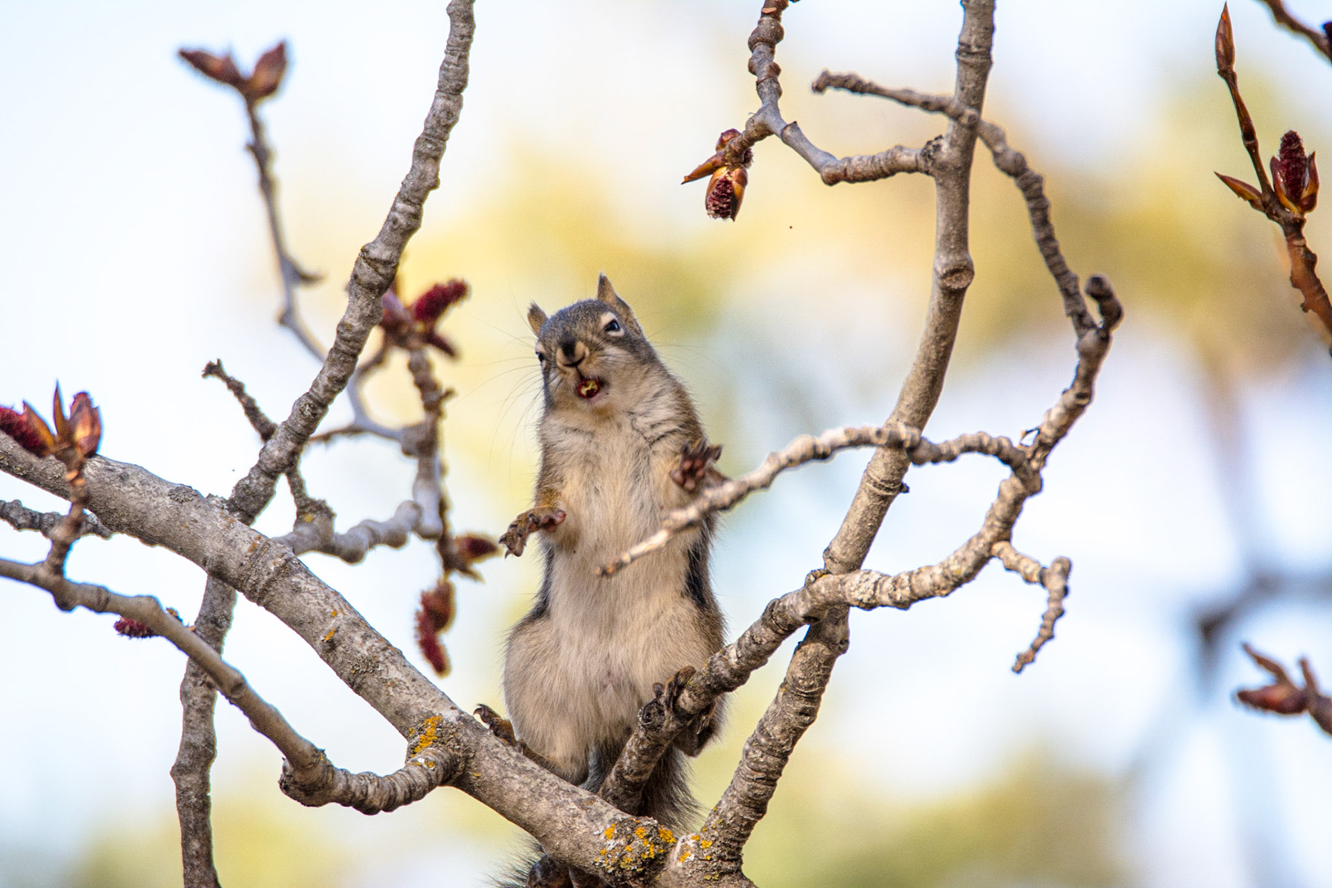 Red Squirrel, Hawrelak Park, Edmonton