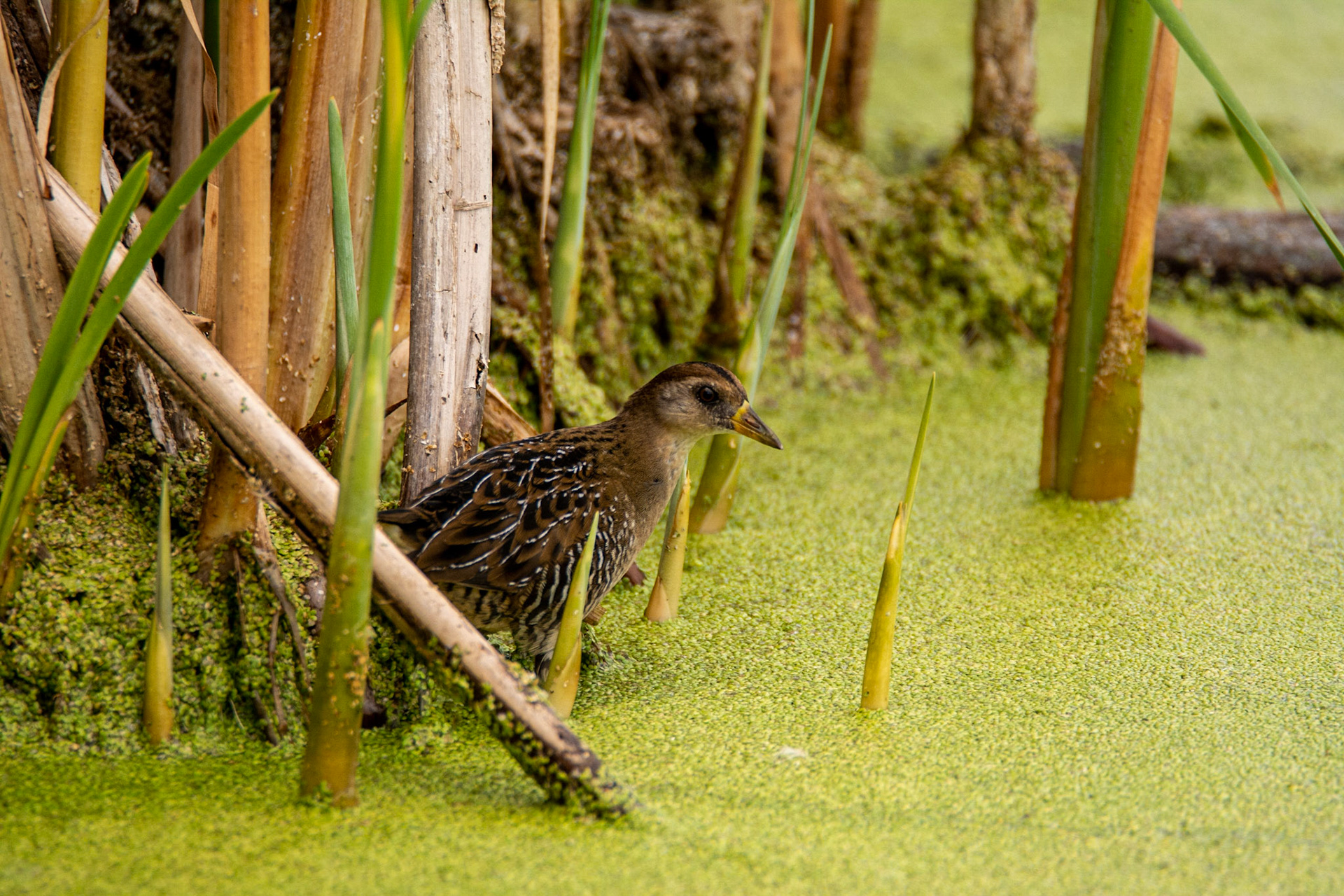 Sora, Juvenile