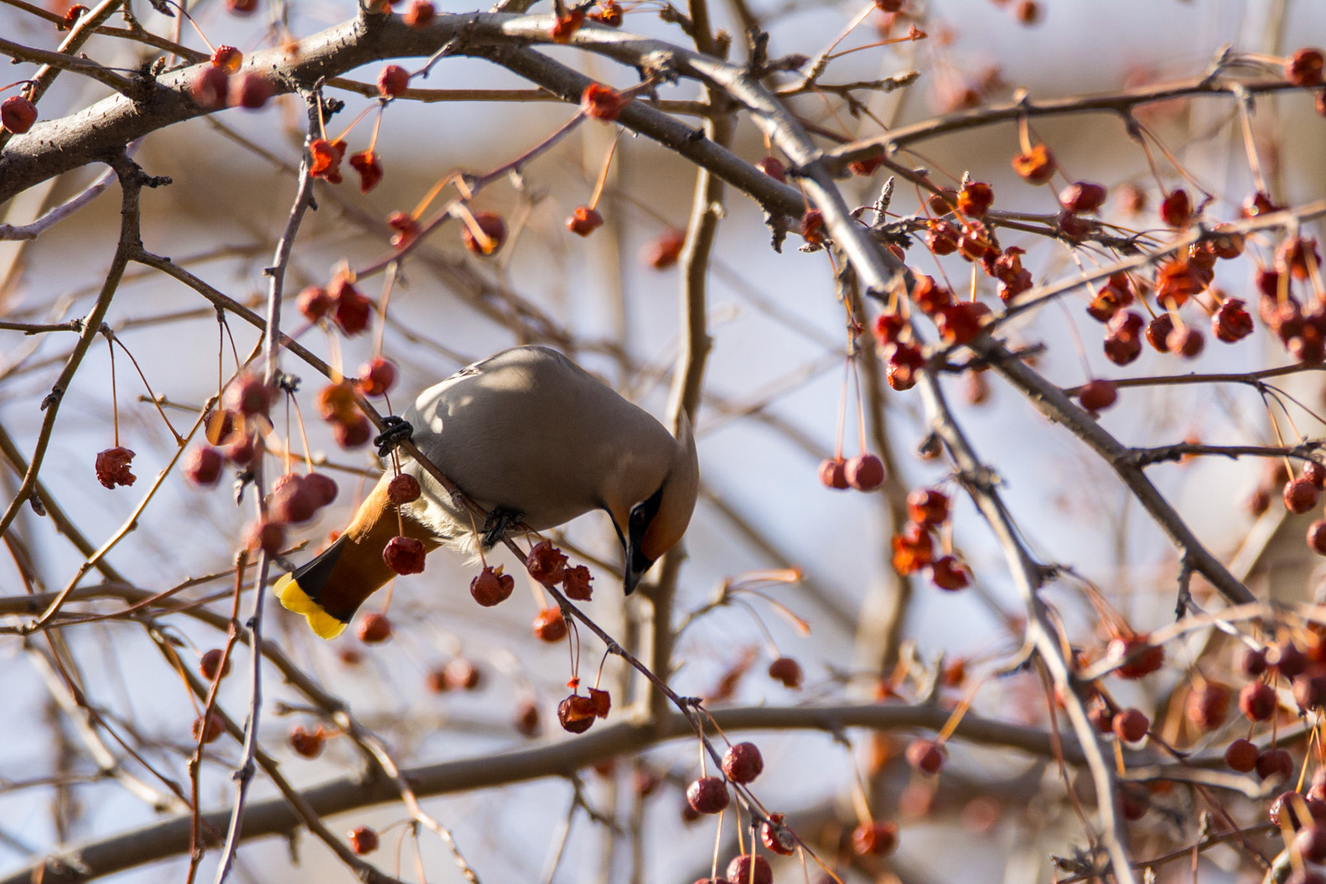 Bohemian Waxwing