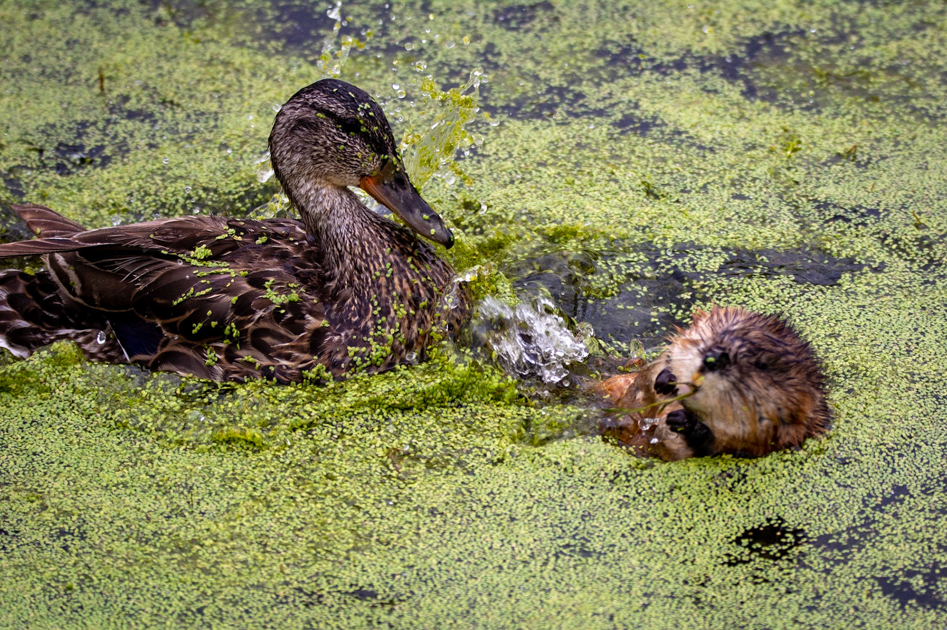 Female Mallard chasing off juvenile Muskrat