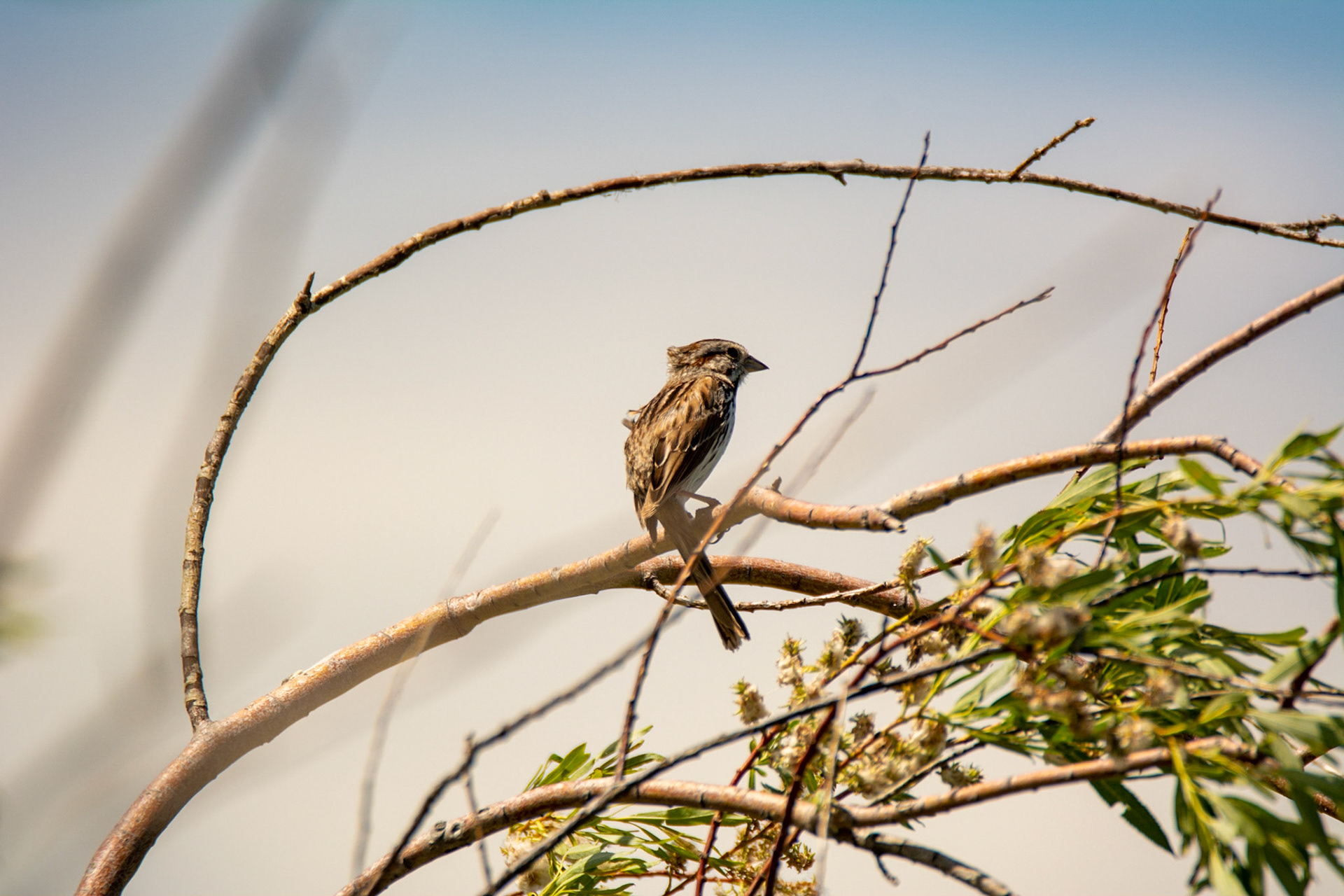 Song Sparrow