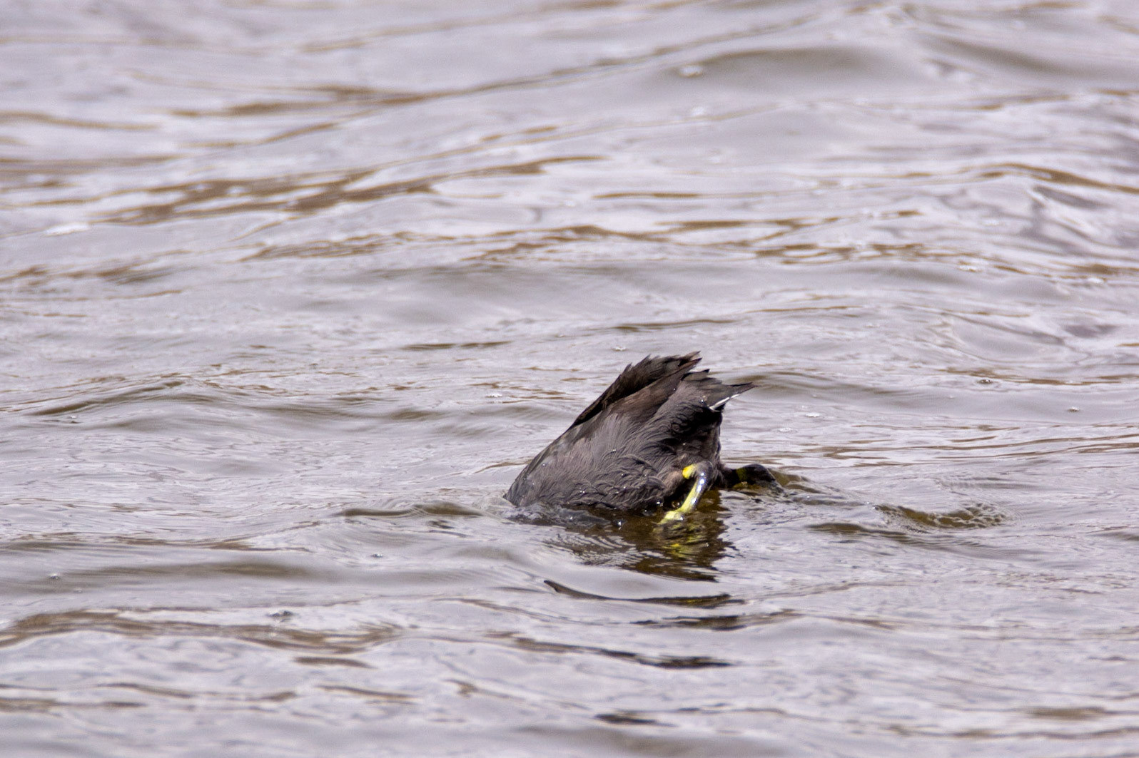 American Coot, Astotin Lake, Elk Island National Park
