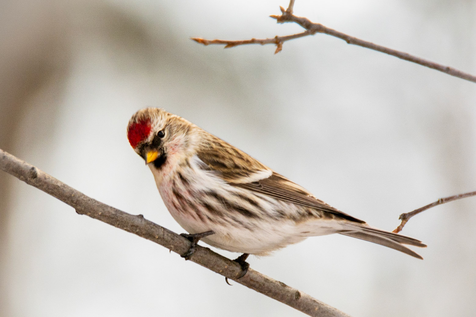 Common Redpoll