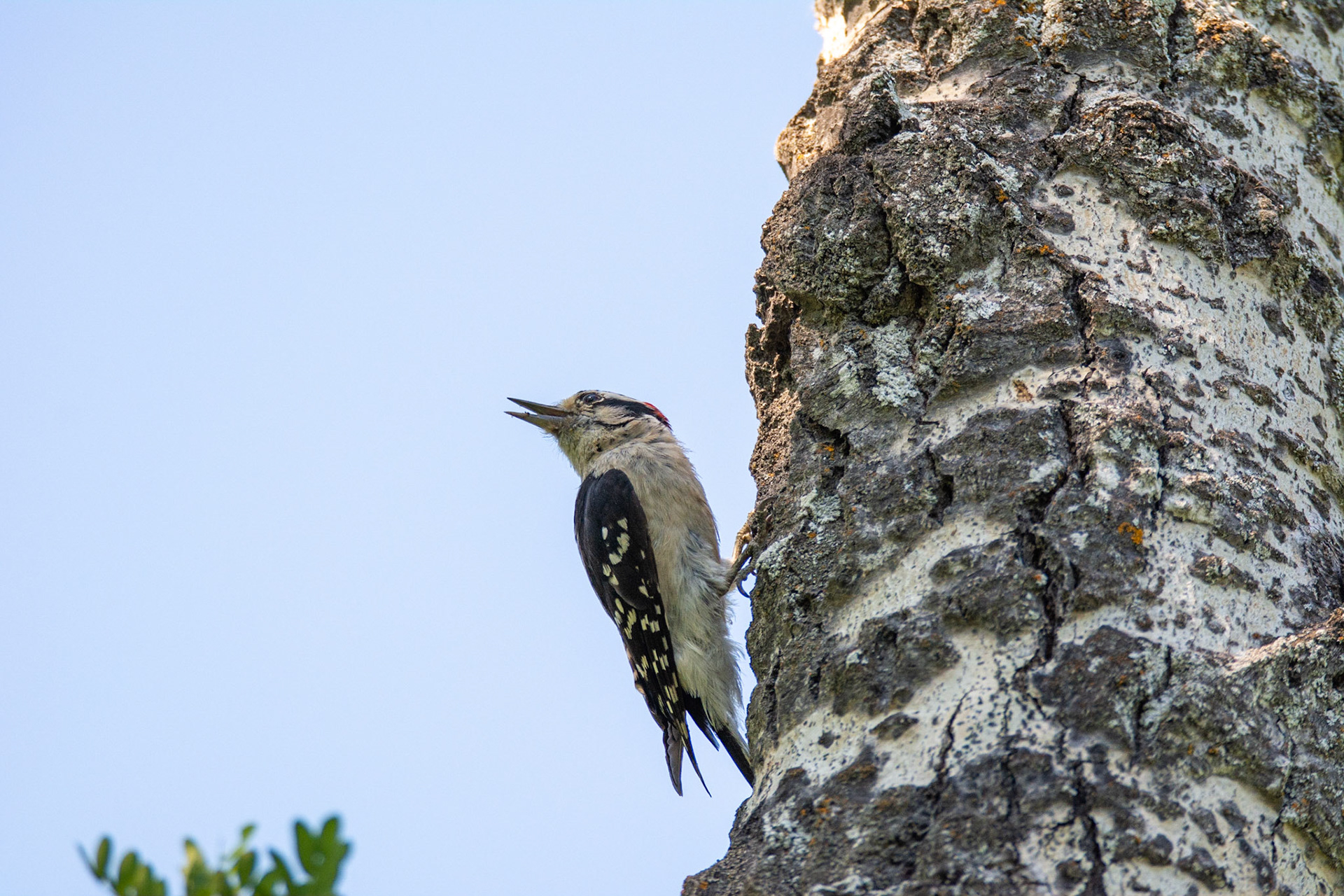 Downy Woodpecker, male