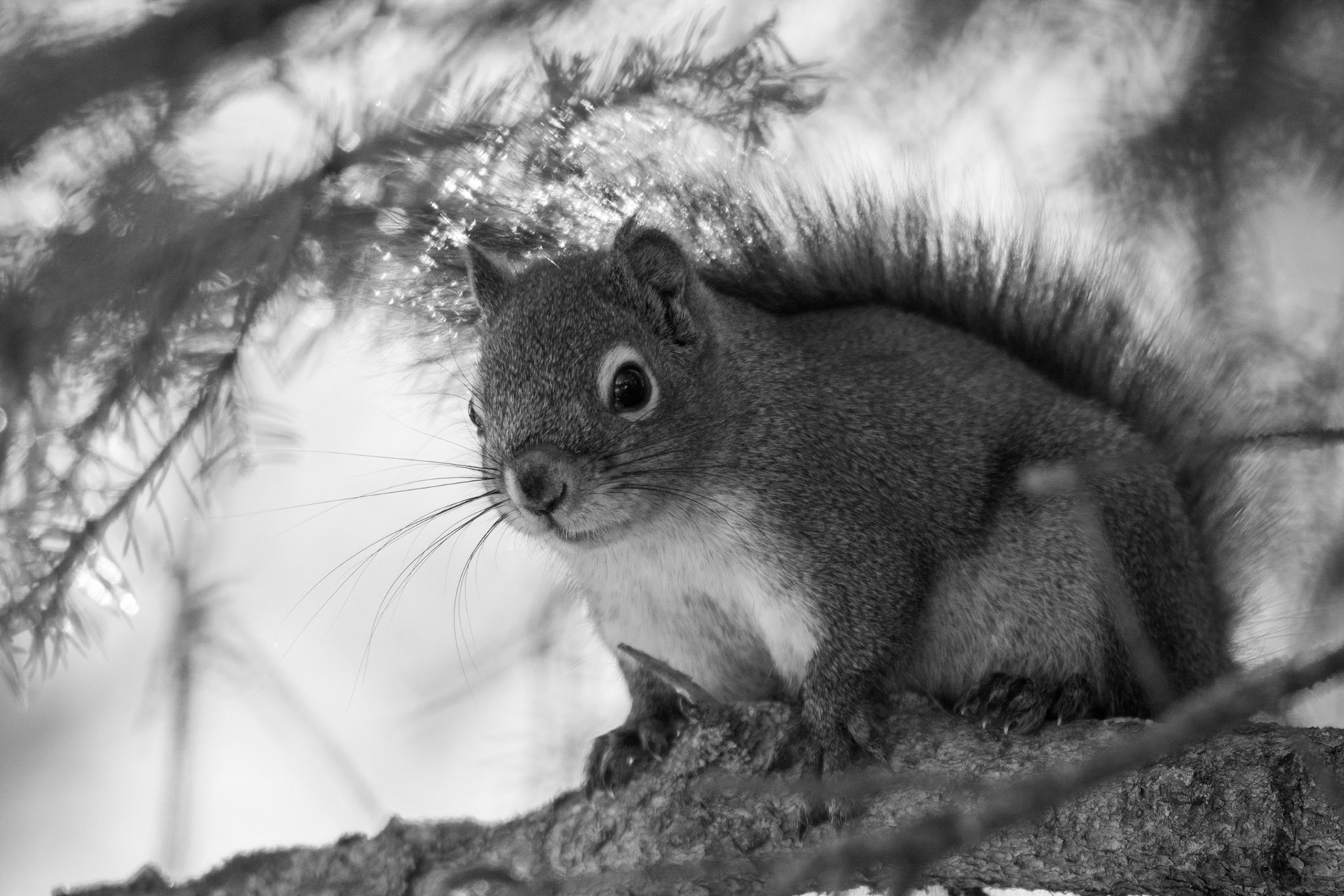 Red Squirrel, Hawrelak Park, Edmonton