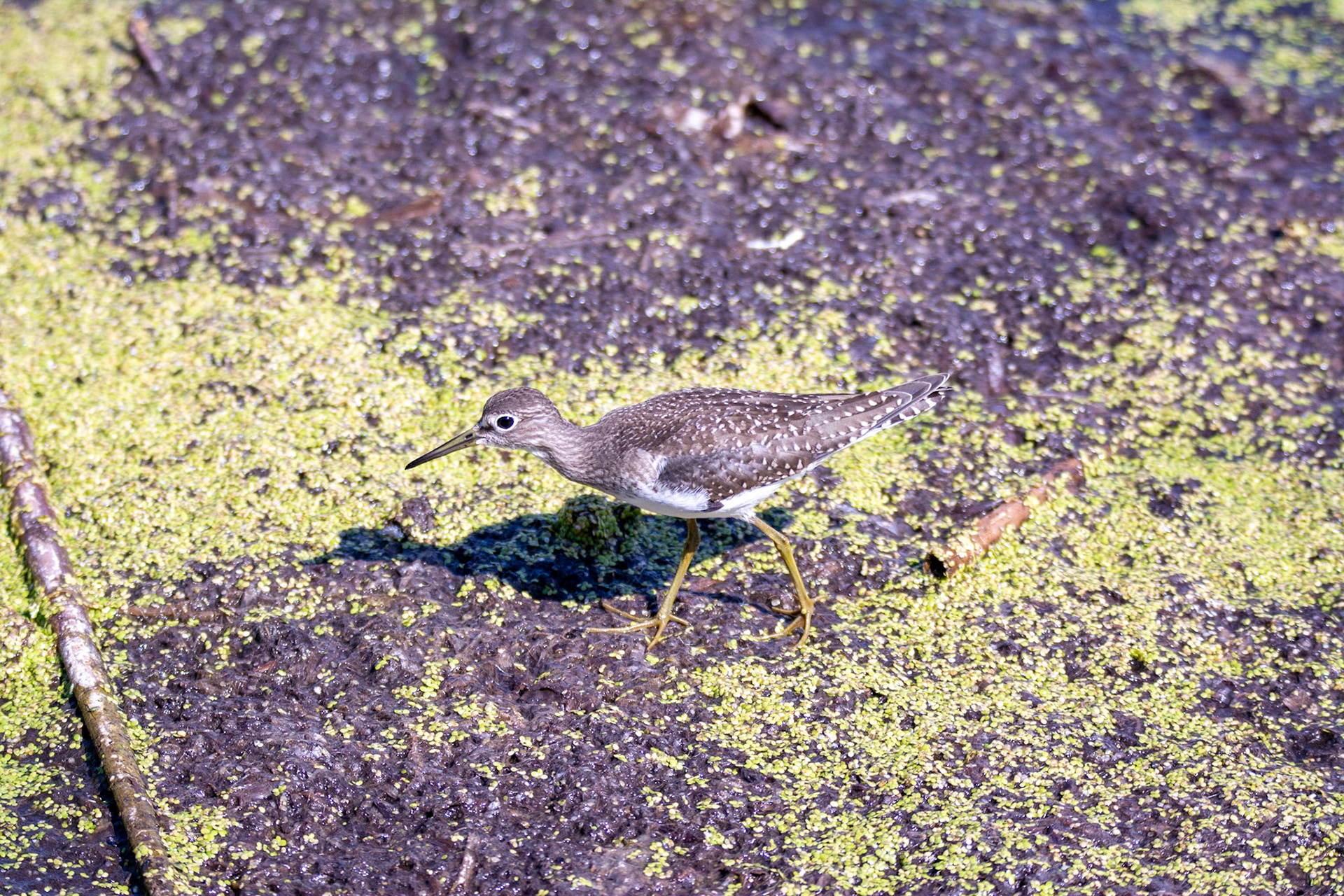 Solitary Sandpiper, juvenile