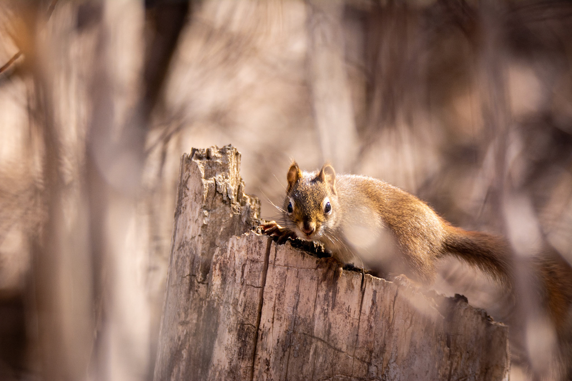 Red Squirrel, Mill Creek Park, Edmonton