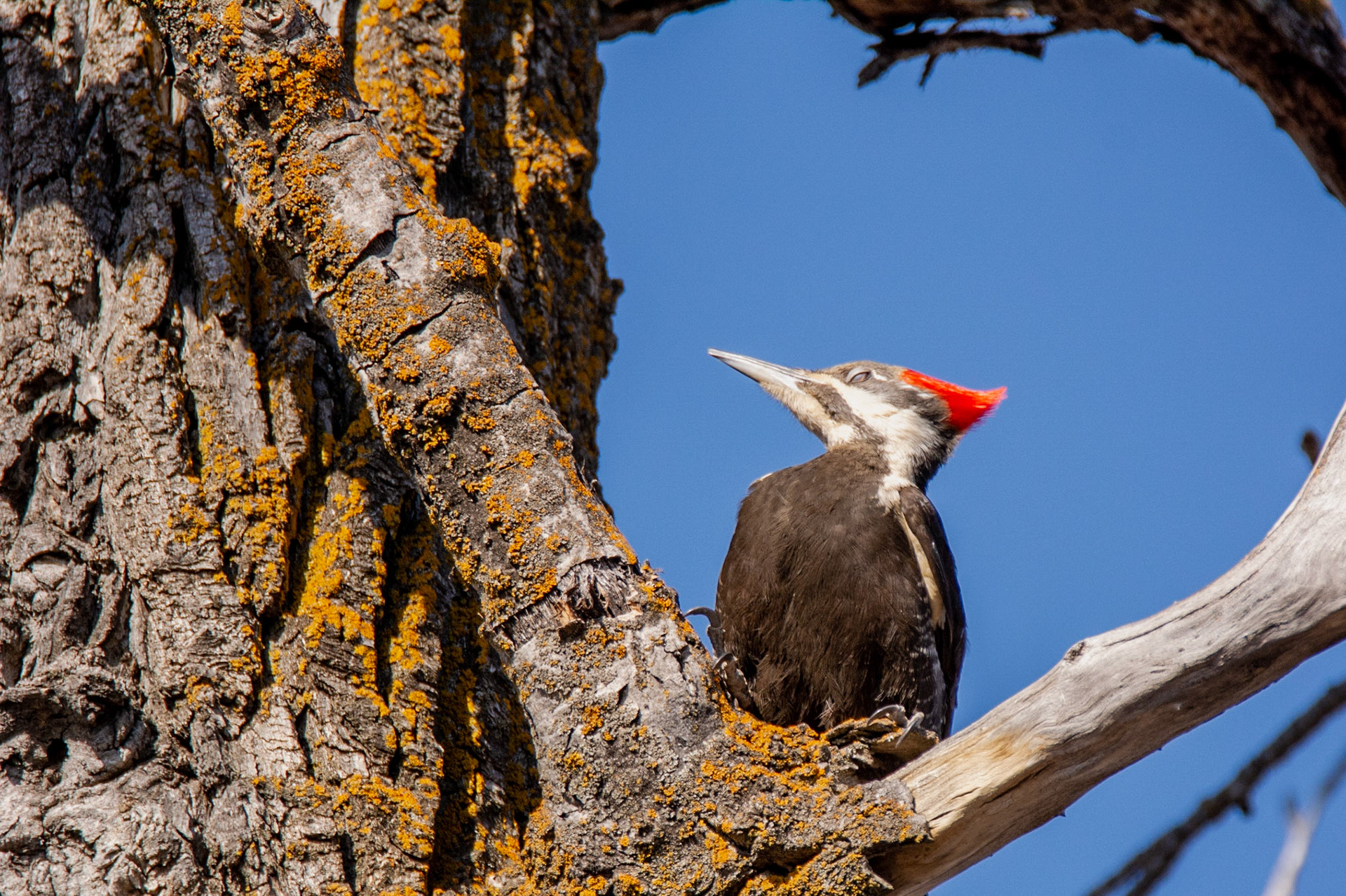 Pileated Woodpecker, female