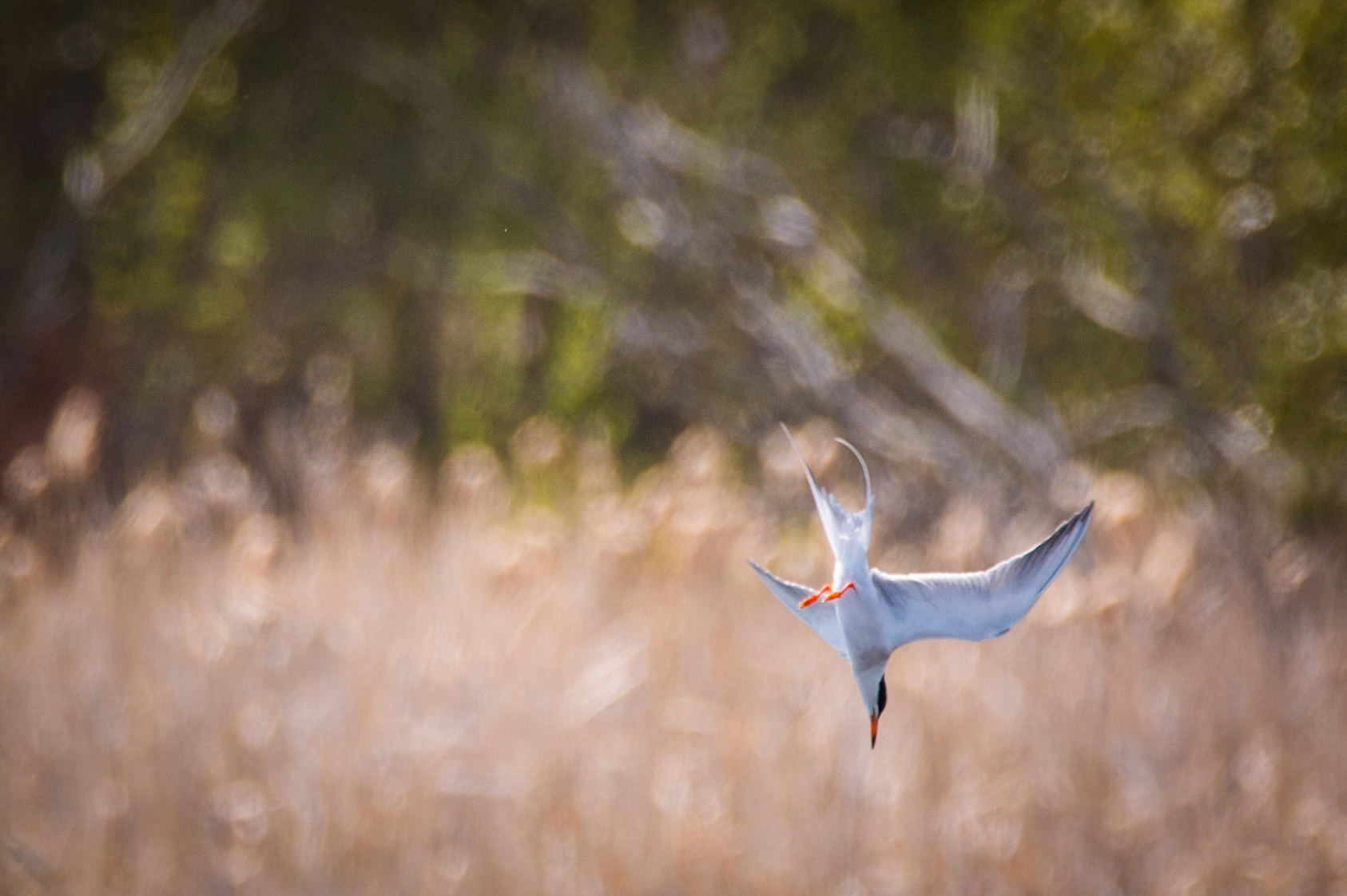 Forester's Tern, Sherwood Park, May 22, 2022