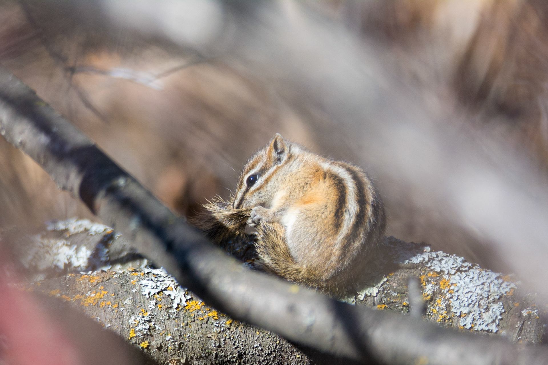 Least Chipmunk, Hawrelak Park, Edmonton