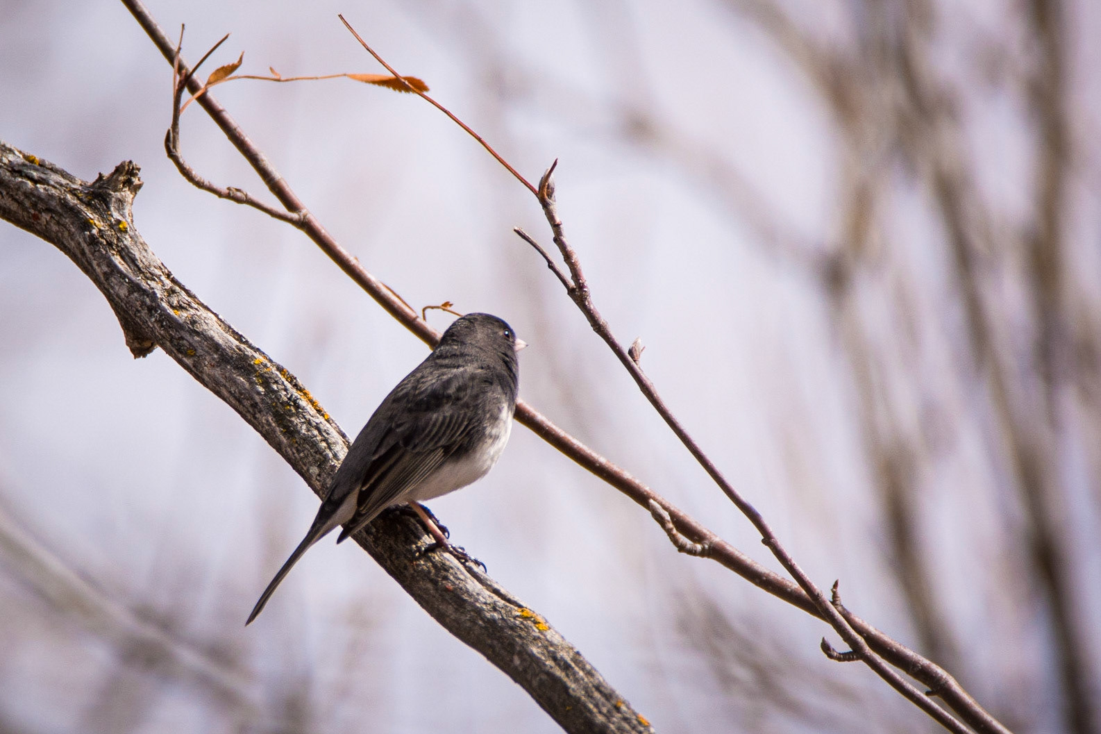 Dark-eyed Junco, Hawrelak Park, Edmonton