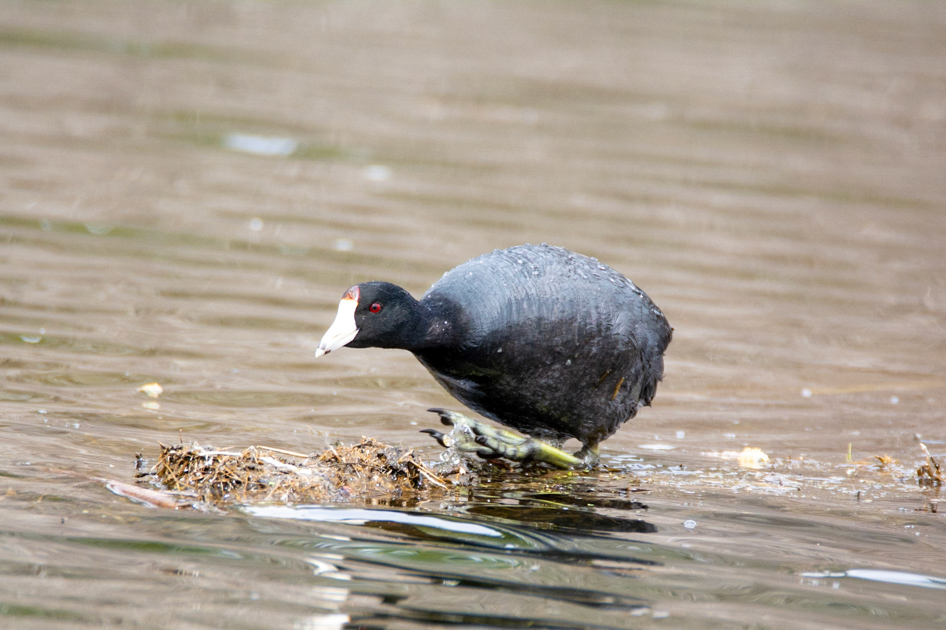 American Coot