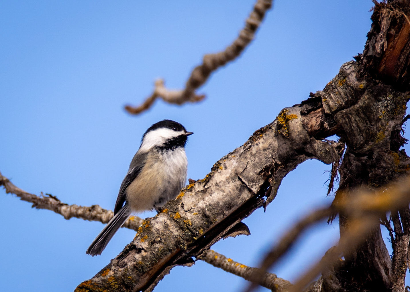 Black-capped Chickadee, Hawrelak Park, Edmonton